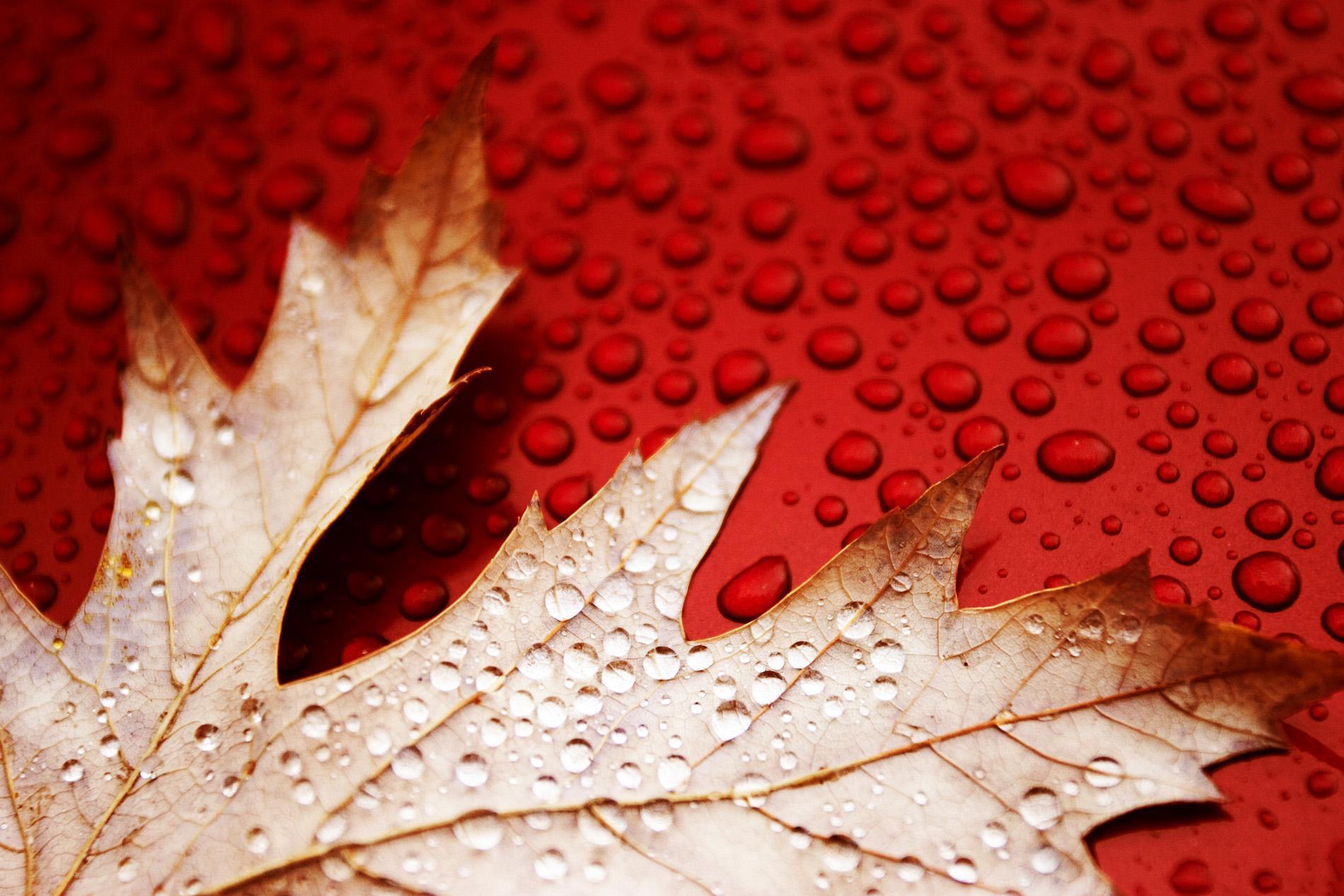 Water drops on red leaves wallpaper. Wallpaper Wide HD