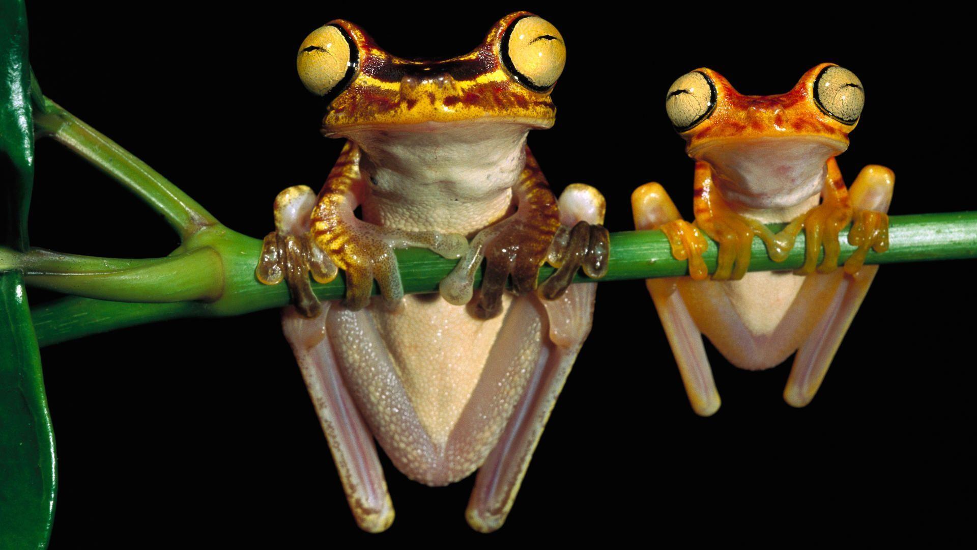 Animals For > Cute Tree Frog Wallpaper