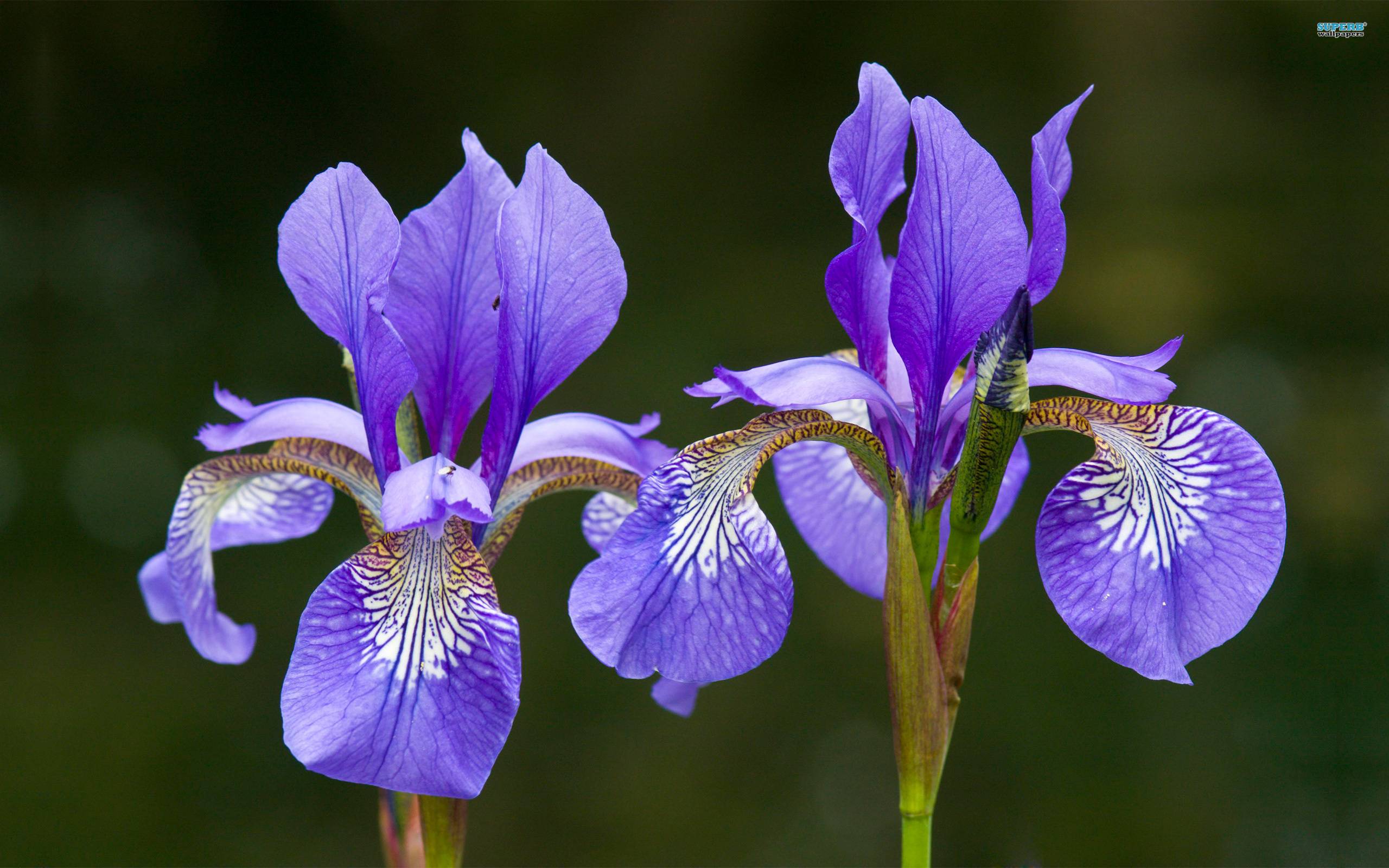 Iris Wallpapers Wallpaper Cave