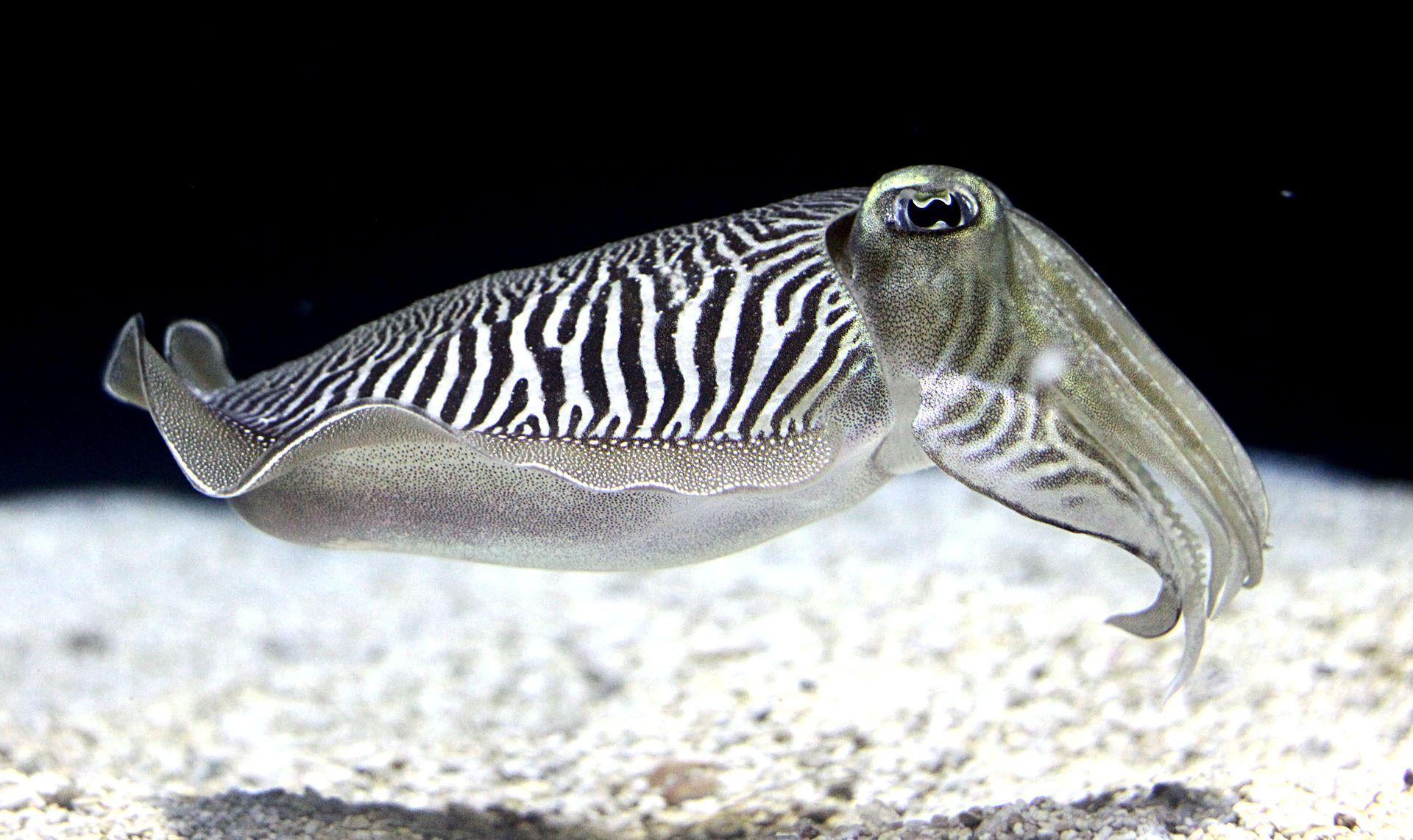 Cuttlefish Wallpapers Wallpaper Cave
