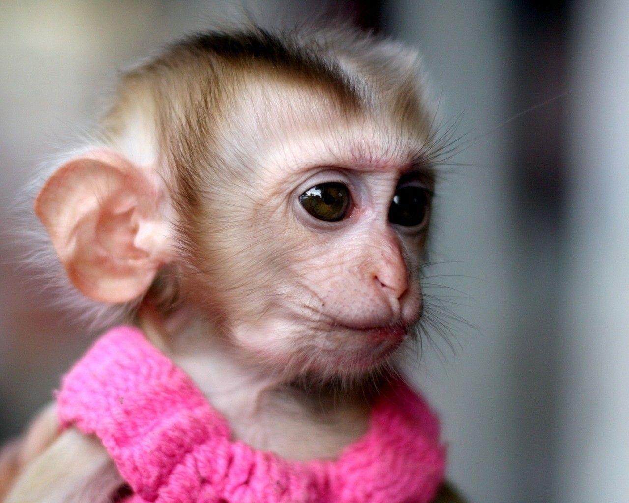 free wallpaper of Monkey Photo (7).in. Find high
