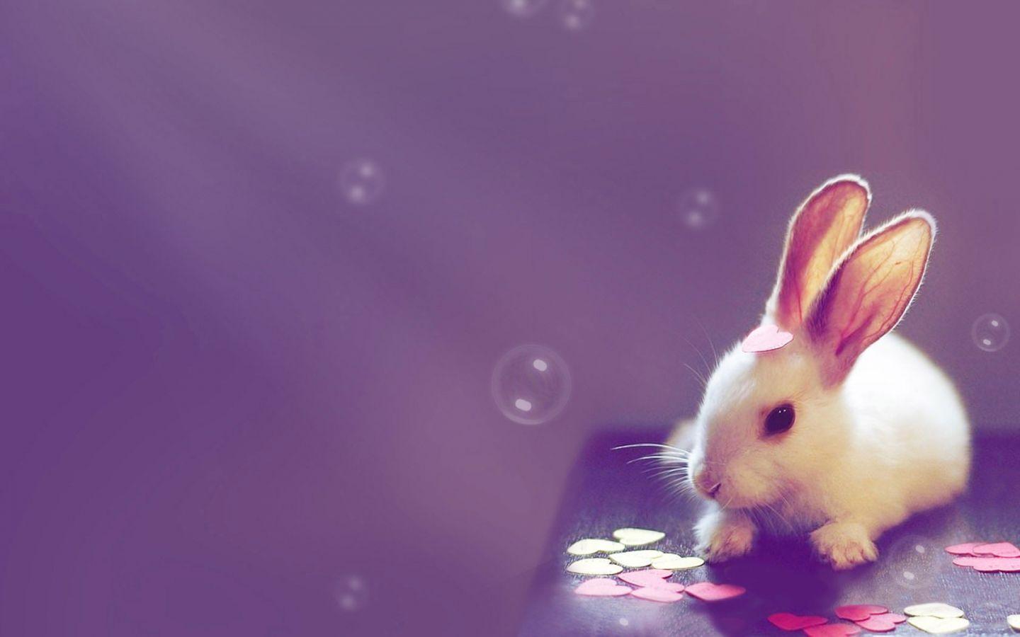 1440×900 Cute Bunny Wallpaper Download
