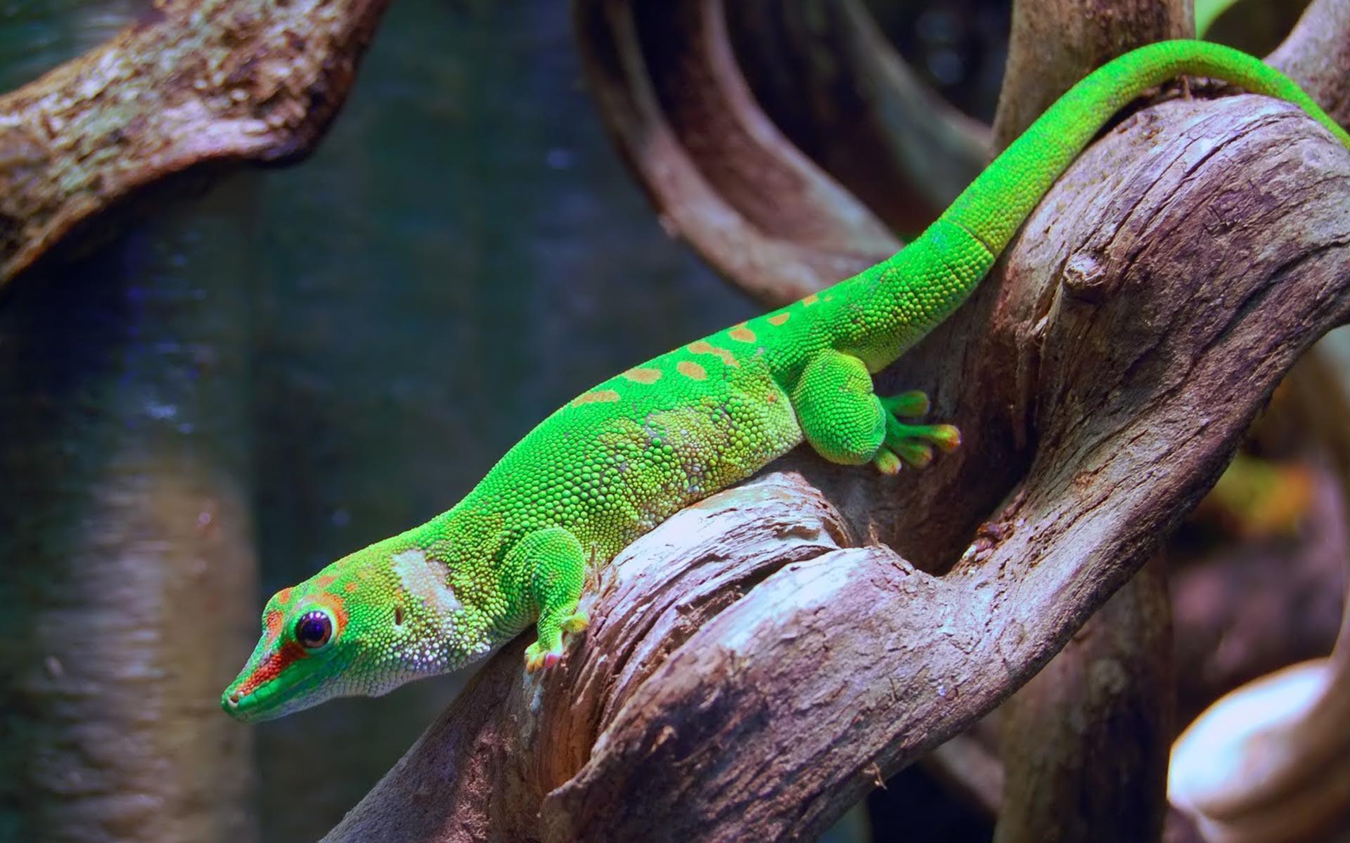 Desktop Wallpaper · Gallery · Animals · Gecko small. Free