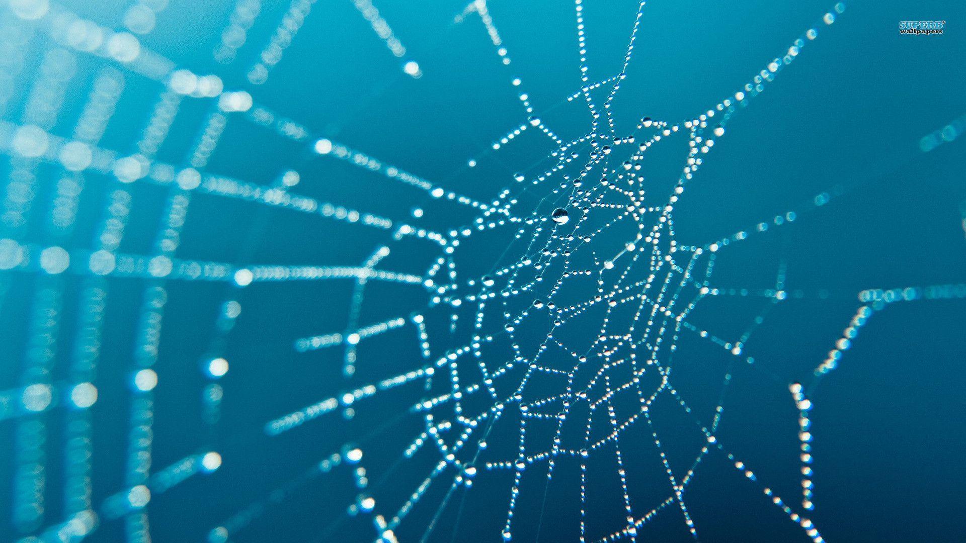 Spider web wallpaper wallpaper - #
