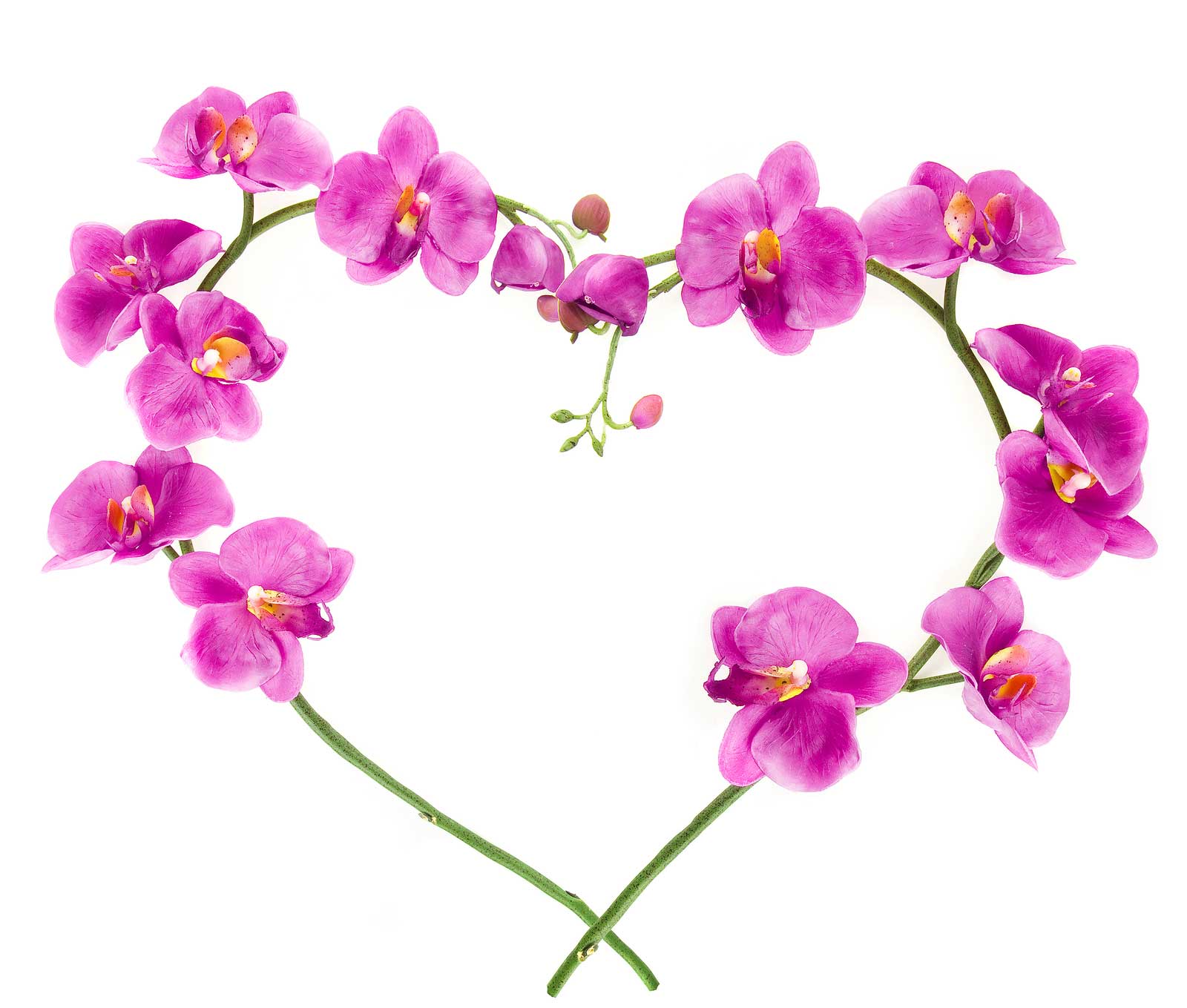 Purple Love Flowers Wallpaper