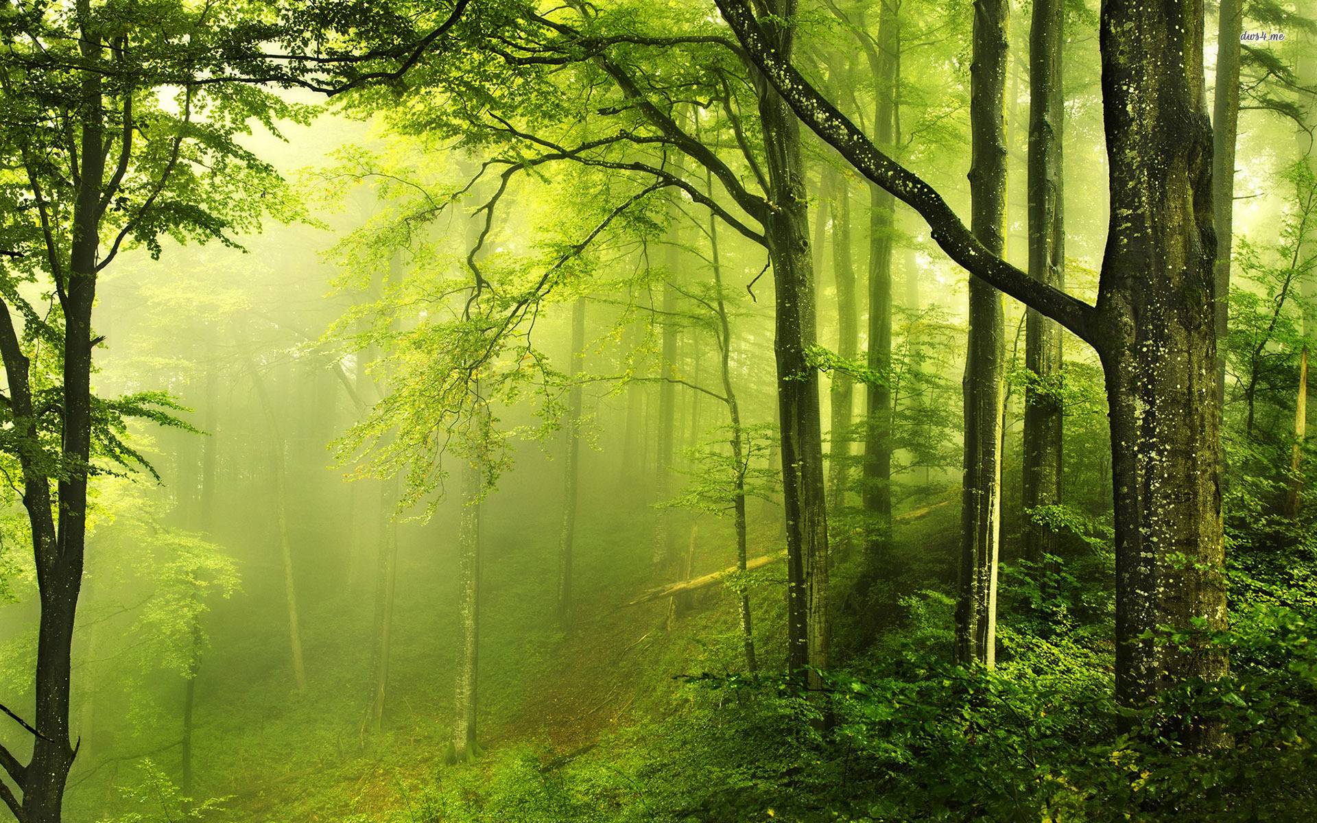 Green Forest Wallpaper HD wallpaper search