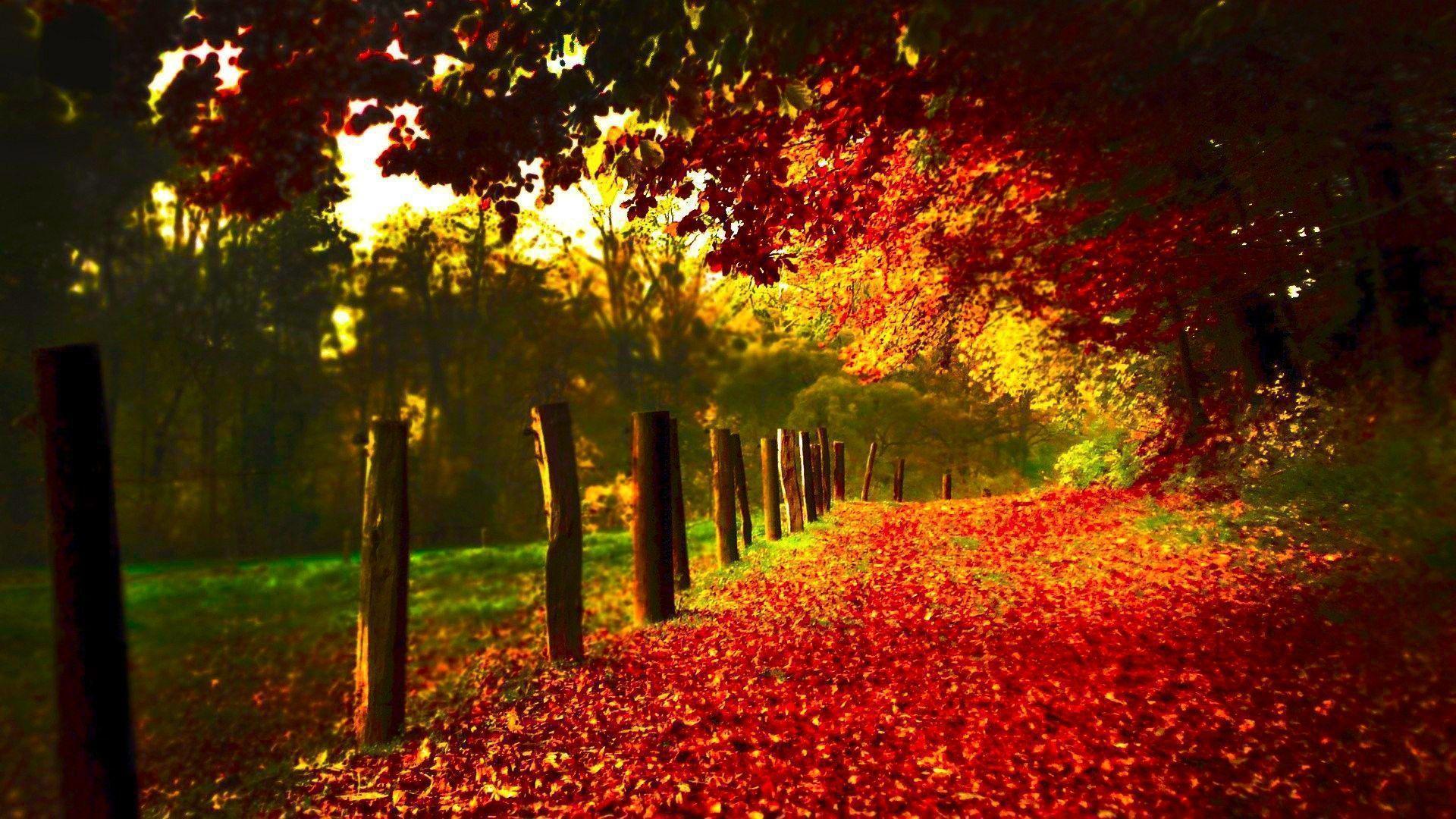 Red Fall Leaves Wallpaper Image & Picture