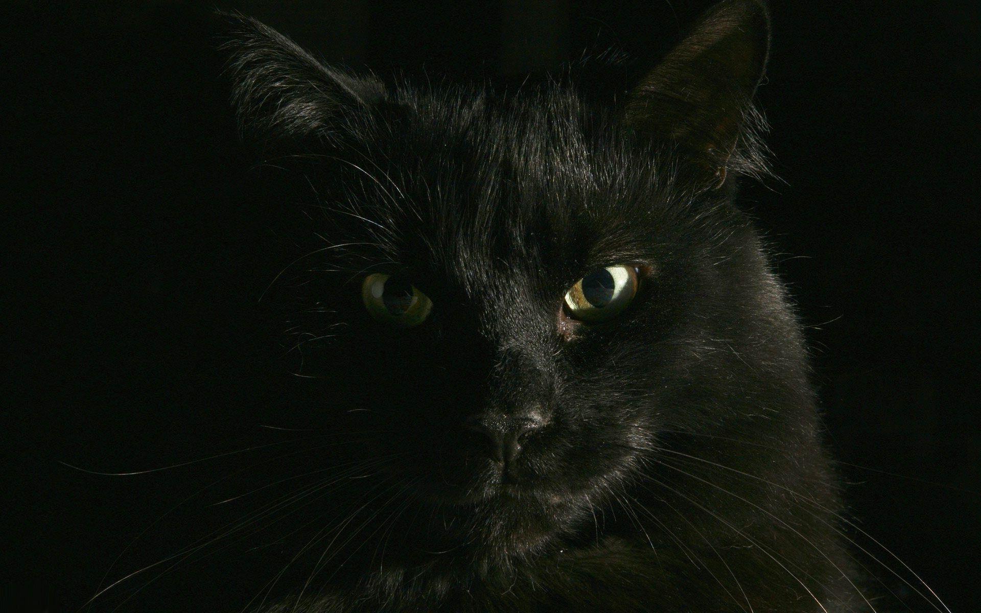 Black cat 1920x1200 Animal Wallpaper - #