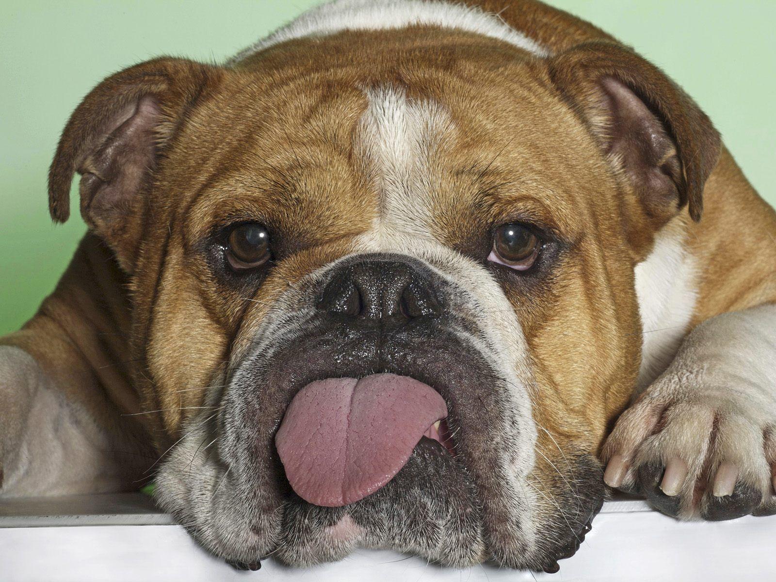 Funny Dog Face Pics Wallpaper