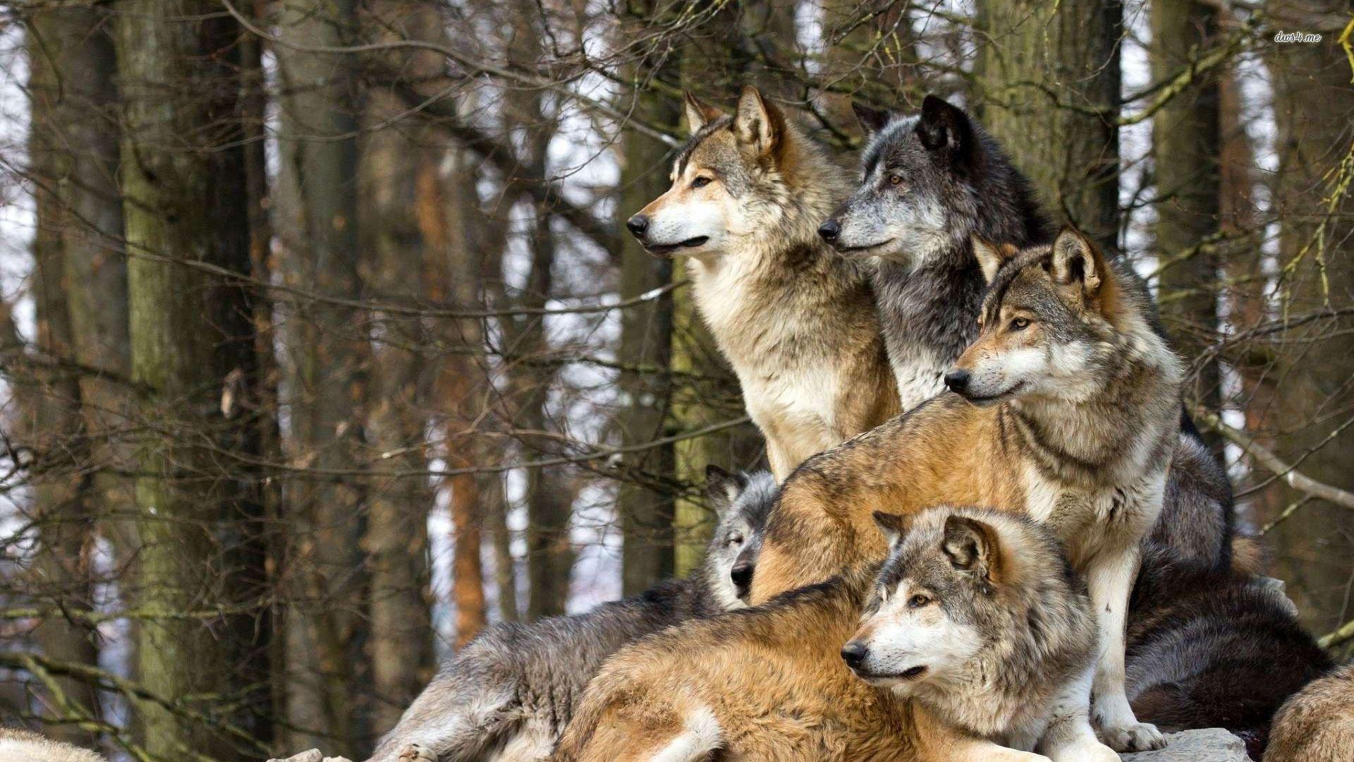 Wallpaper For > Wolf Pack Wallpaper HD