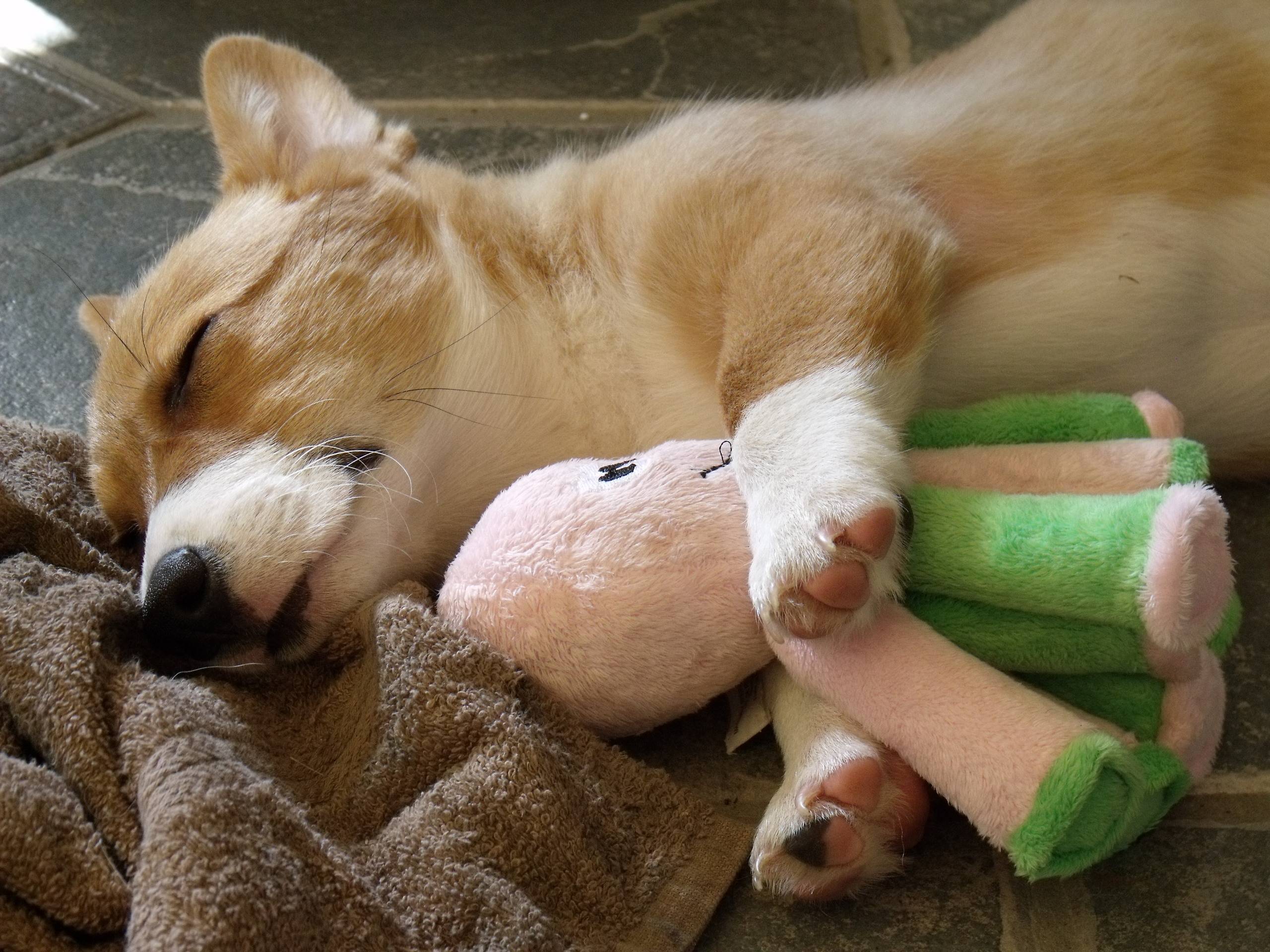 Welsh Corgi Pembroke dog sleeping with his toy photo and wallpaper