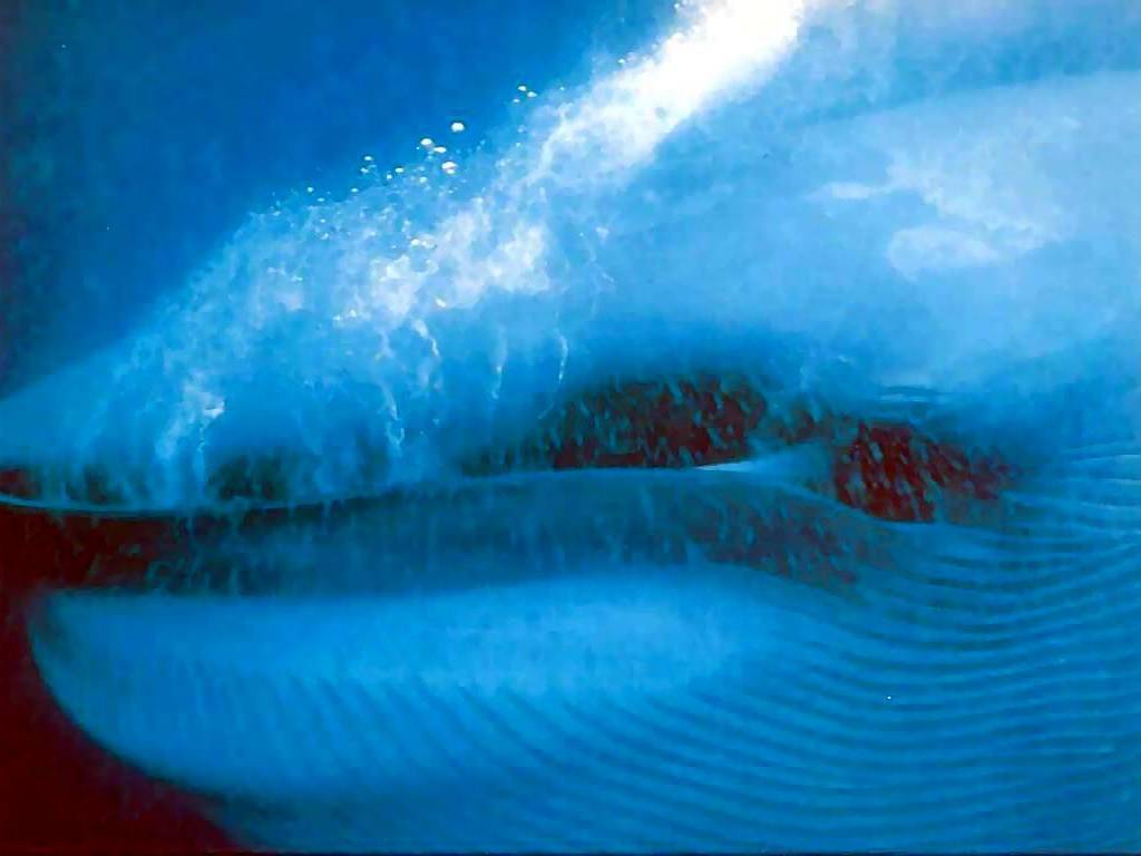 Free desktop wallpaper, Blue whale
