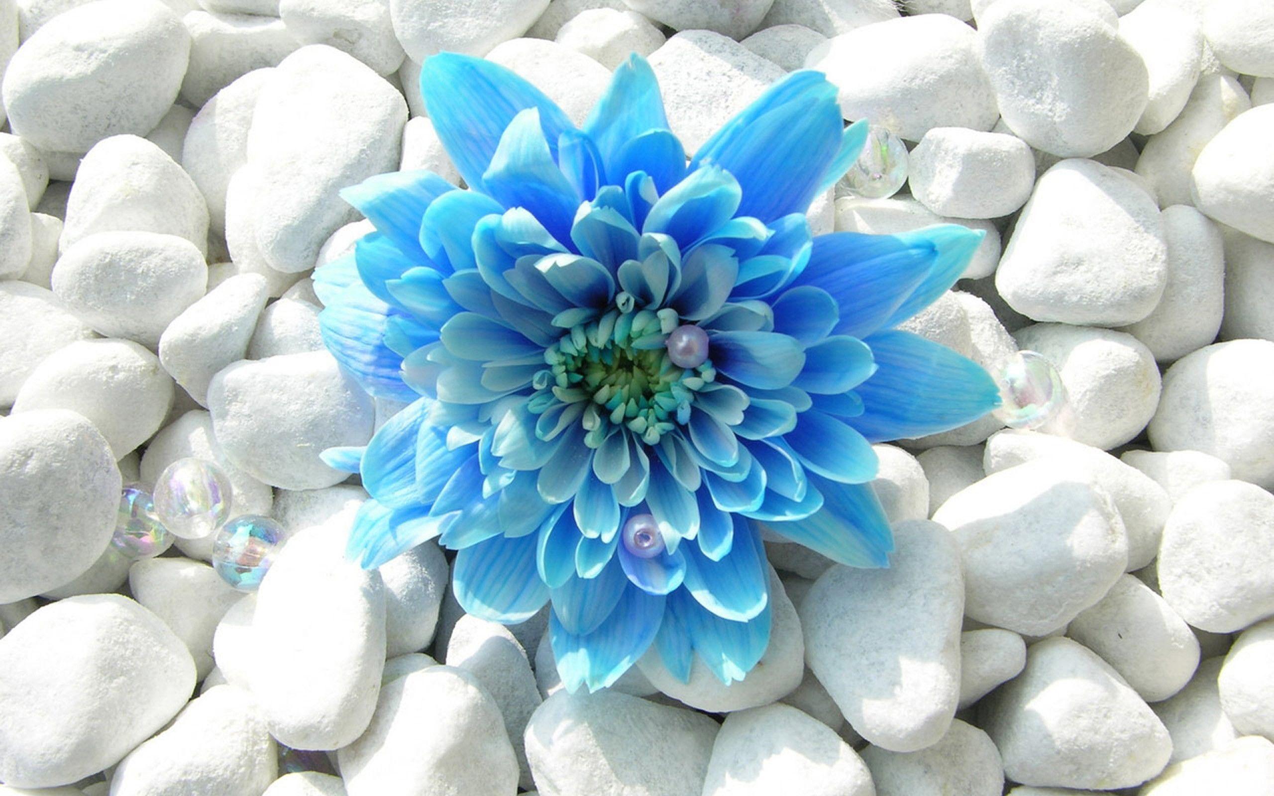 Blue Flower Desktop Wallpaper, wallpaper, Blue Flower Desktop