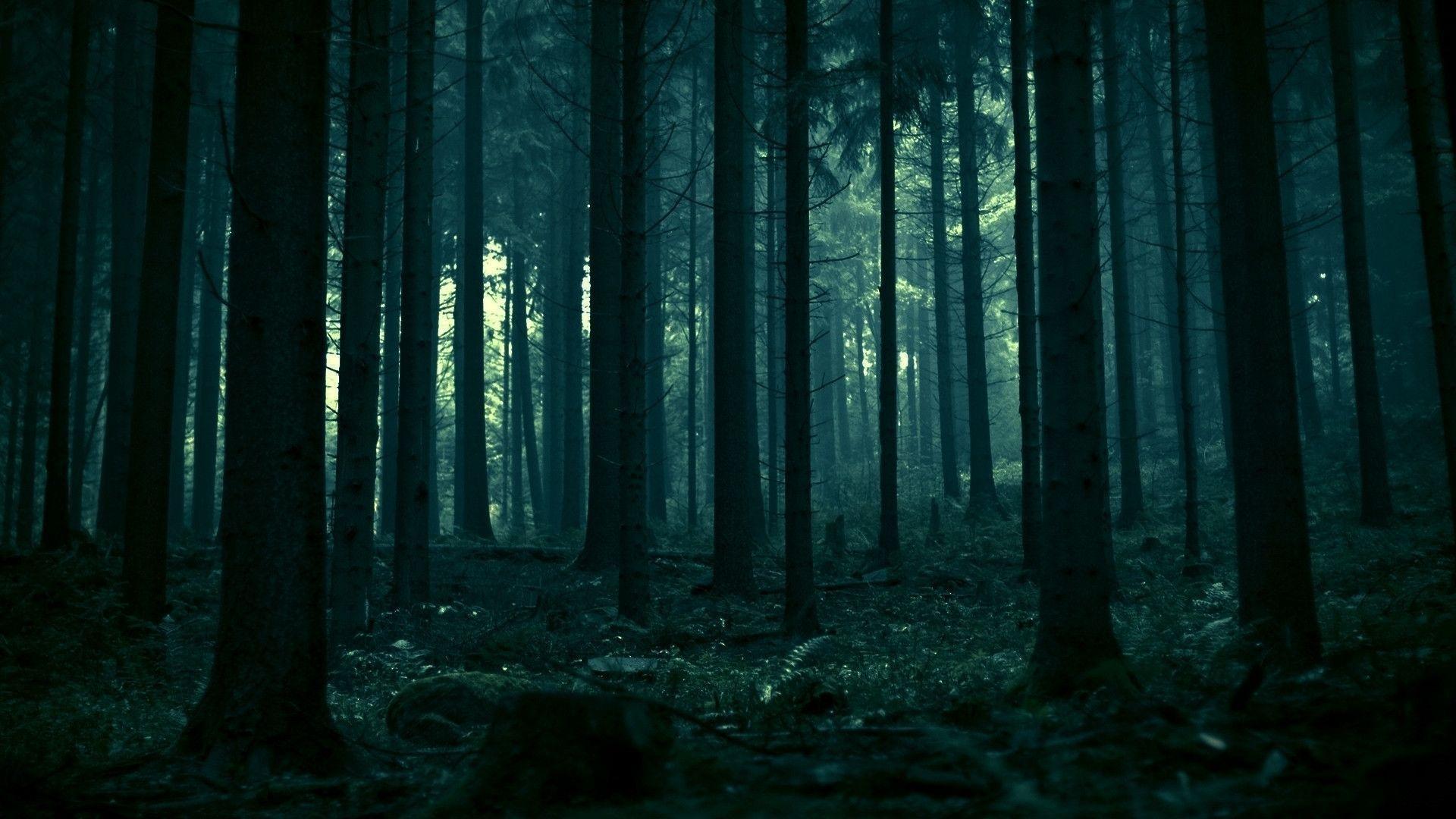 Dark Forest HD Photo Wallpaper