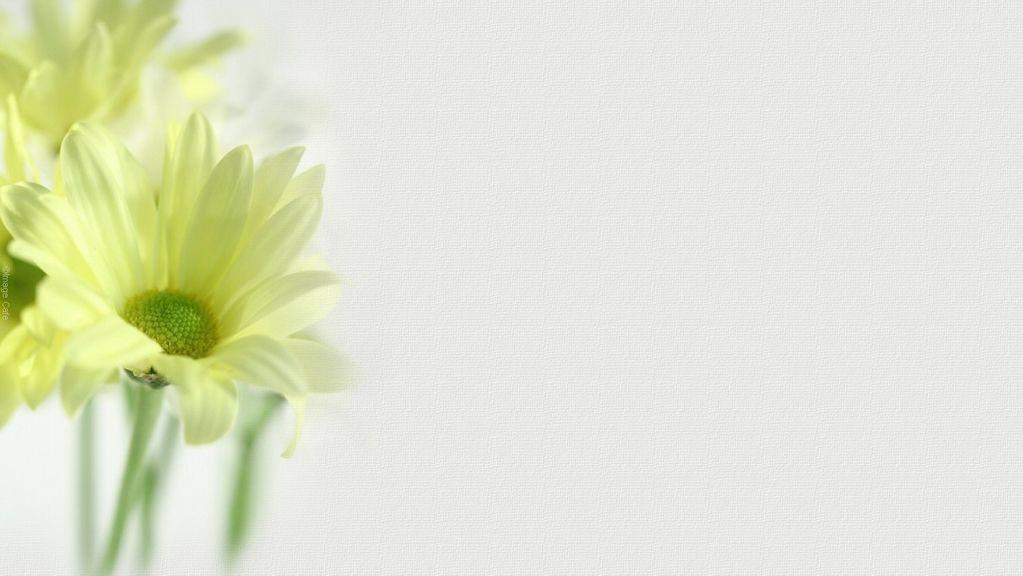White Flower Wallpaper and Picture Items
