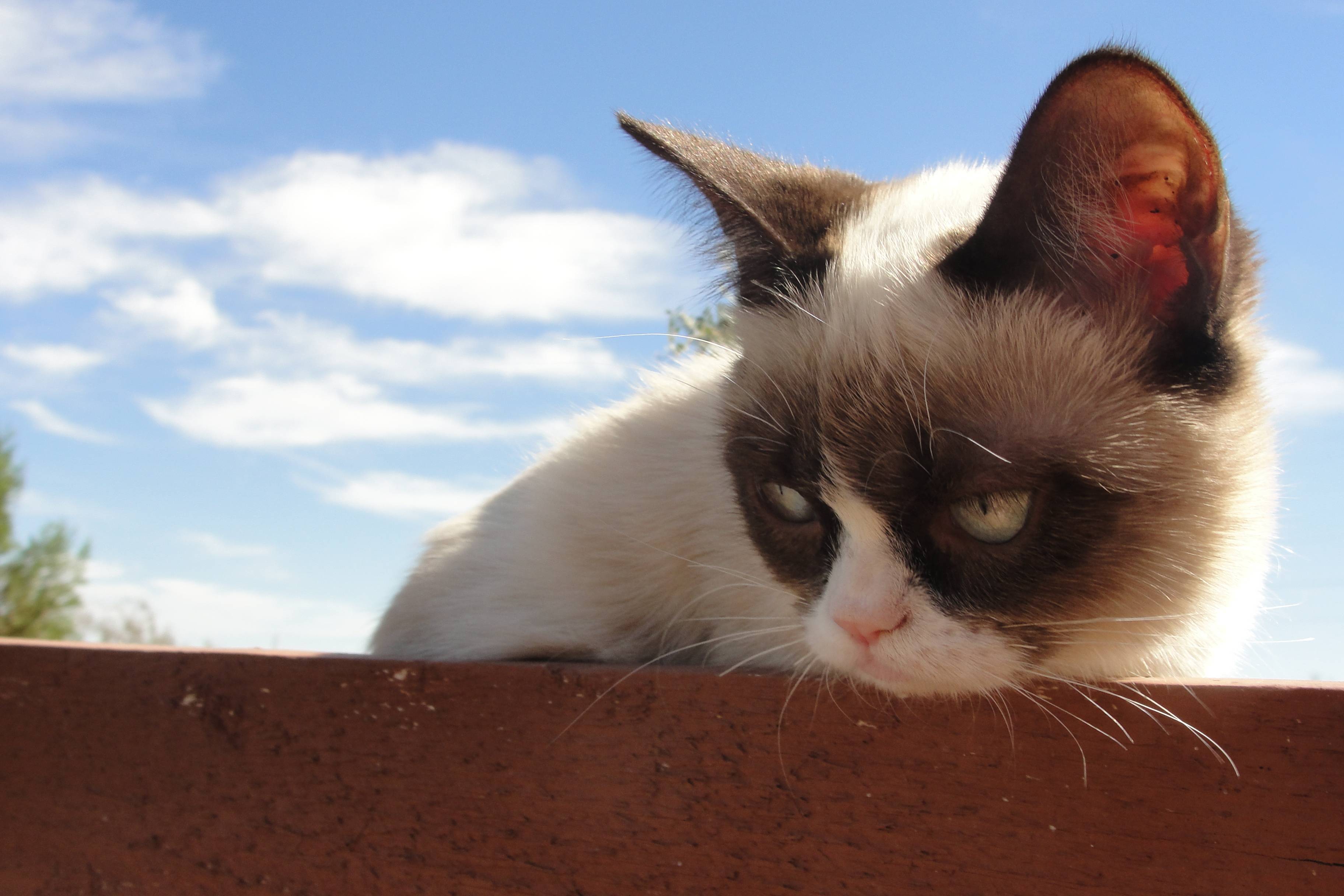 Grumpy Cat HD Wallpaper Picture Image Photo 36390 Label: Desktop