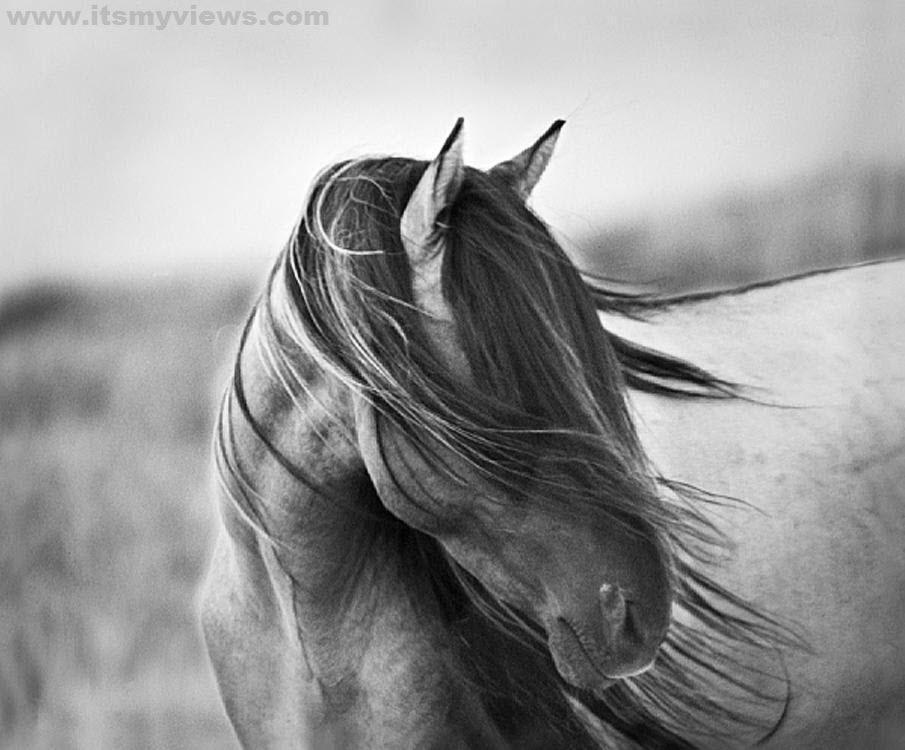 Top Beautiful Wallpaper Of Horse High Definition
