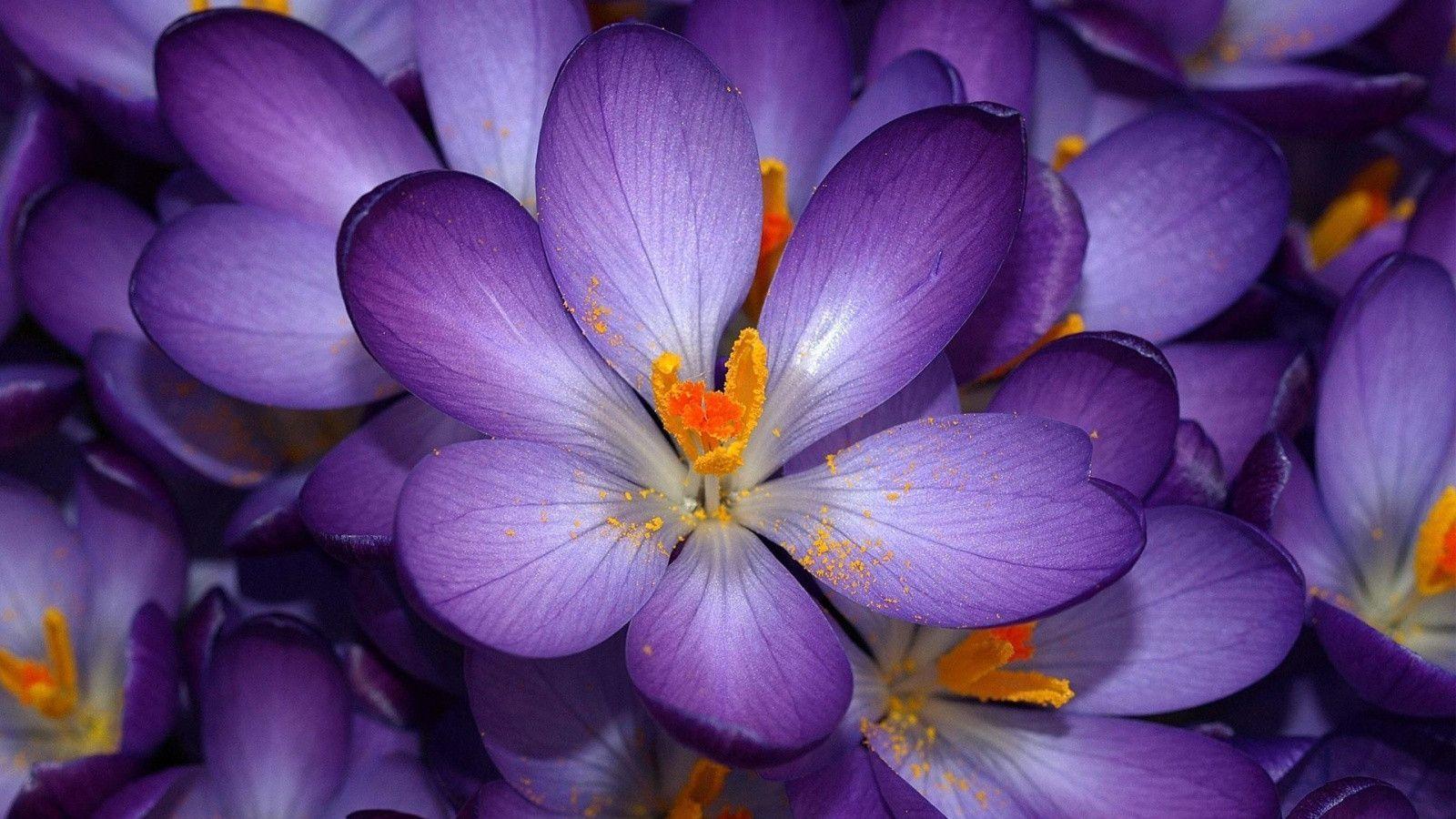 Beautiful purple flowers wallpaper, Calming and many