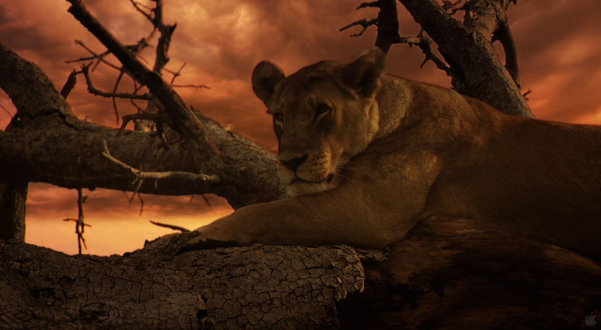 Lion in a Tree Desktop Wallpaper