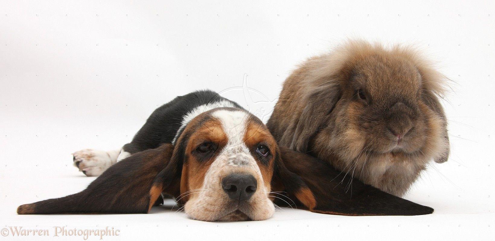 Basset Hound Wallpapers - Wallpaper Cave