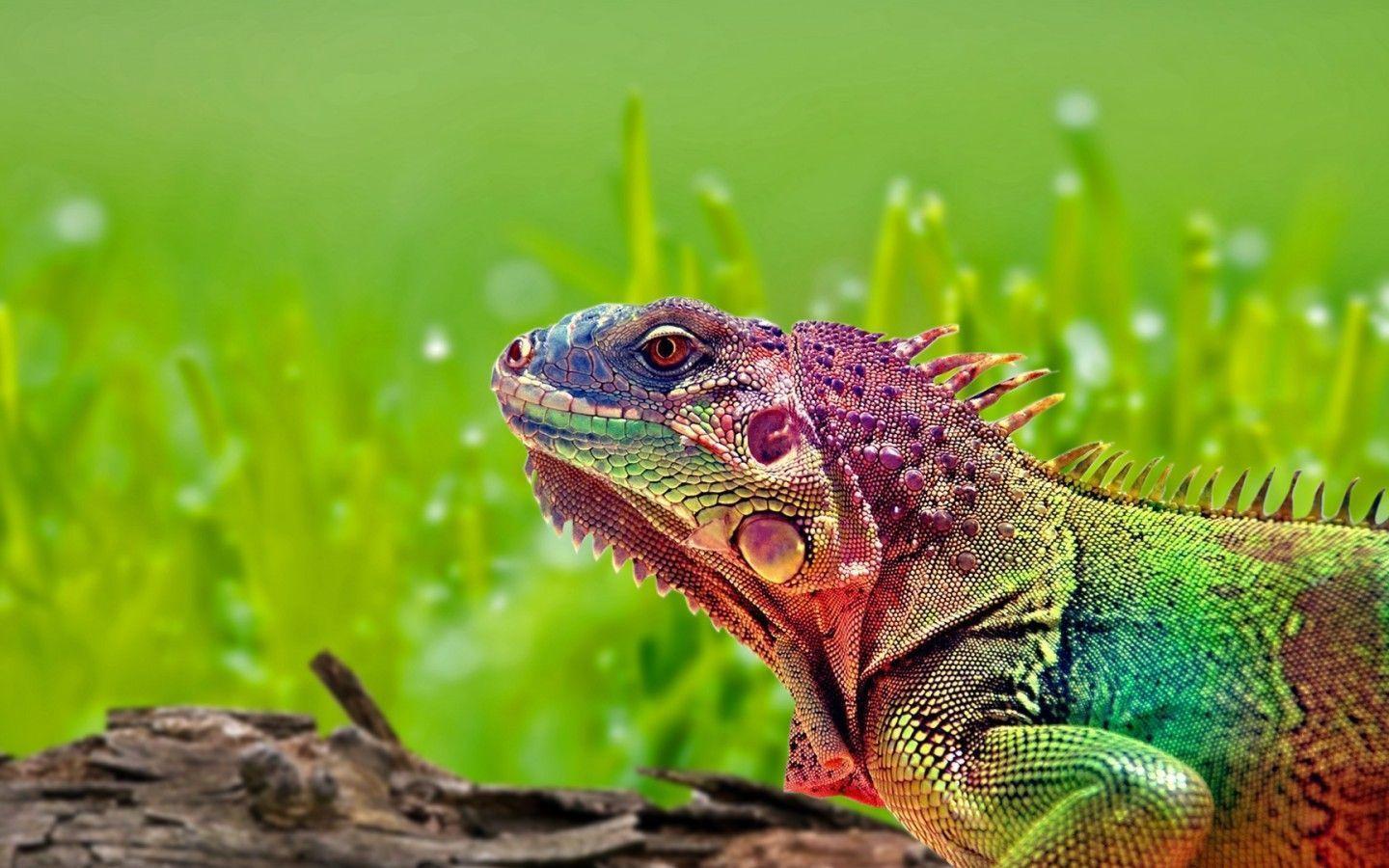 Animal Reptile Wallpaper 1440x900 Wallpaper. WallpaperTube
