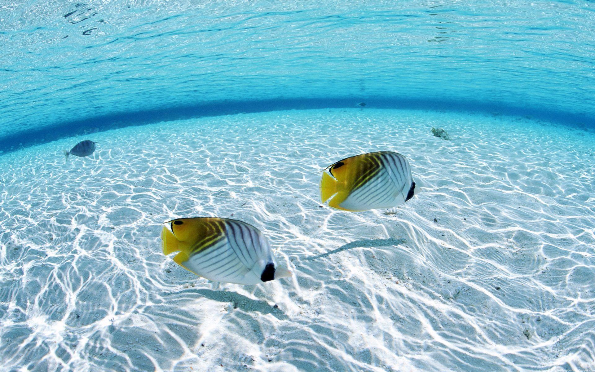 Deep Water Gold Fish Beach HD Desktop Wallpaper. HD