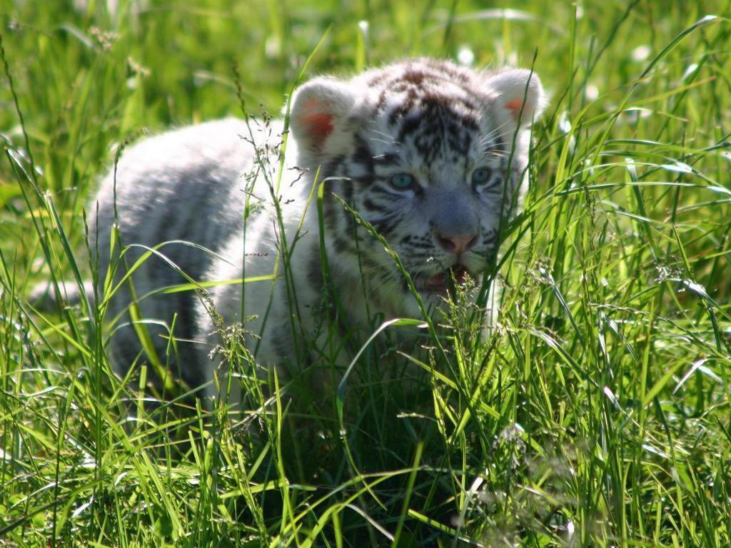 White Tiger Cub Wallpaper 10790 HD Wallpaper in Animals