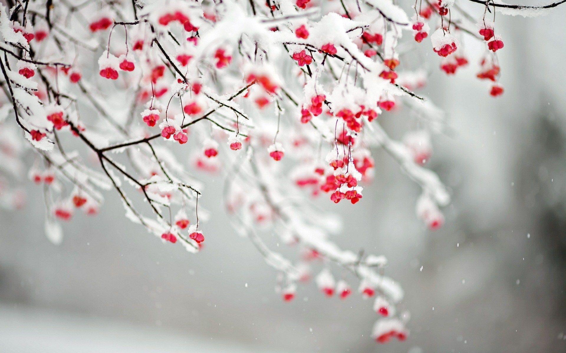 Nature Branches Winter Snow Hd Wallpaper Background Uhd 2k 4k 5k