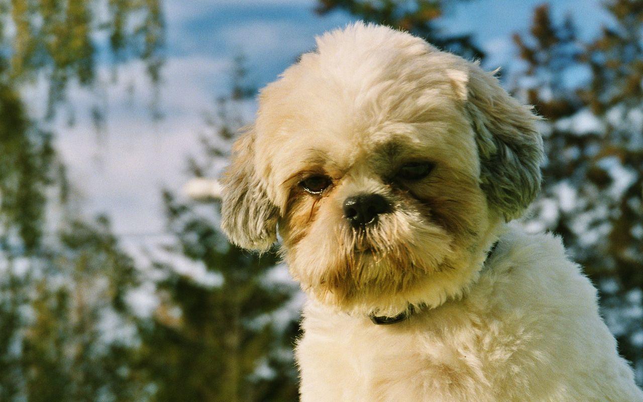 Dogs Wallpaper Blog Archive Shih Tzu Puppy Face Close Up