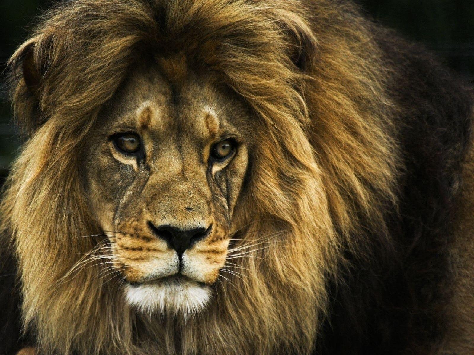 Desktop picture of a lion face wallpaper