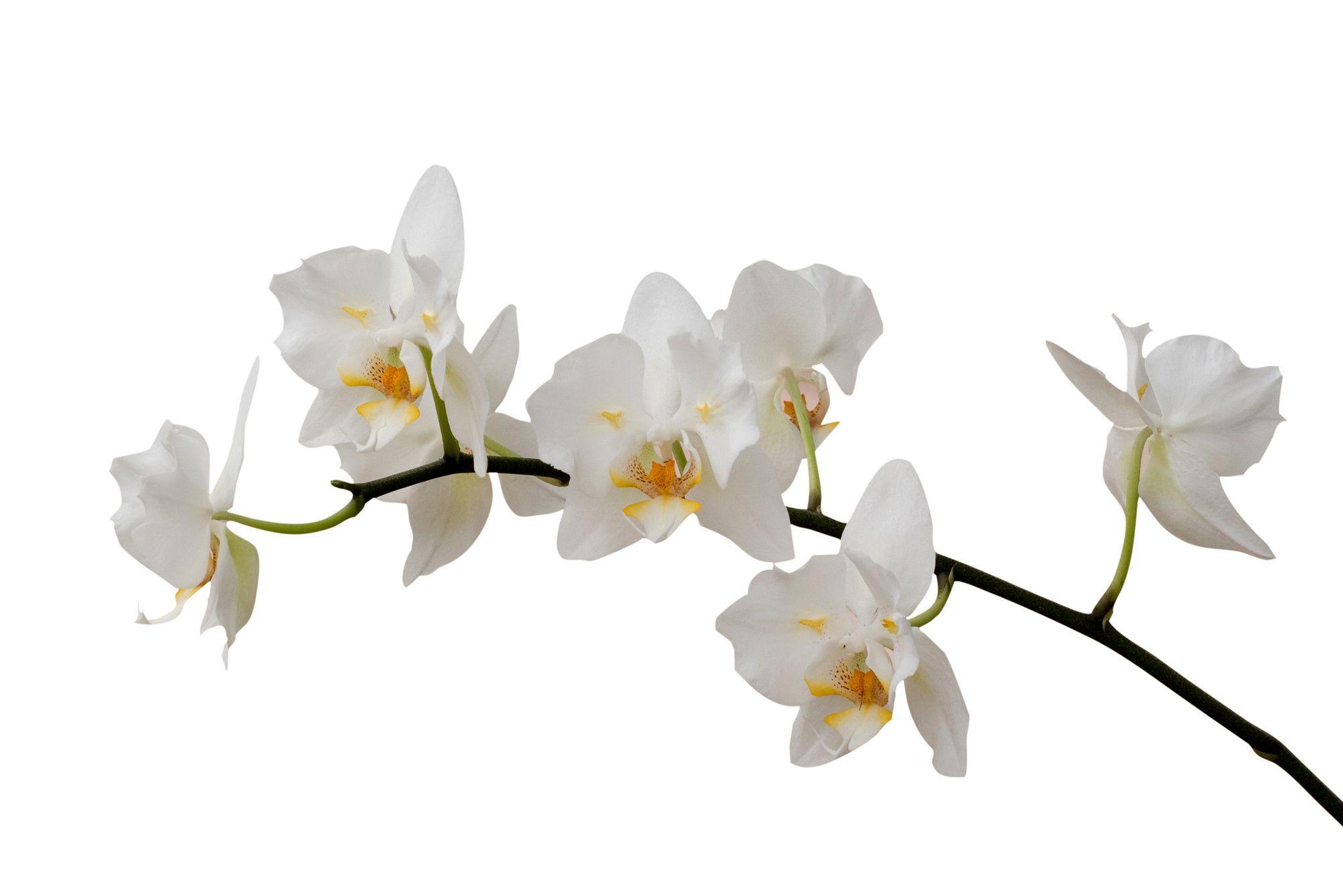 White Orchid ?h=850