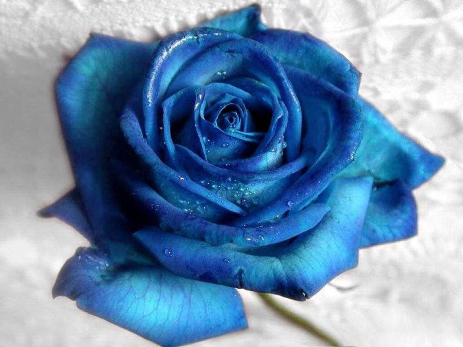 Blue Rose Picture Wallpaper