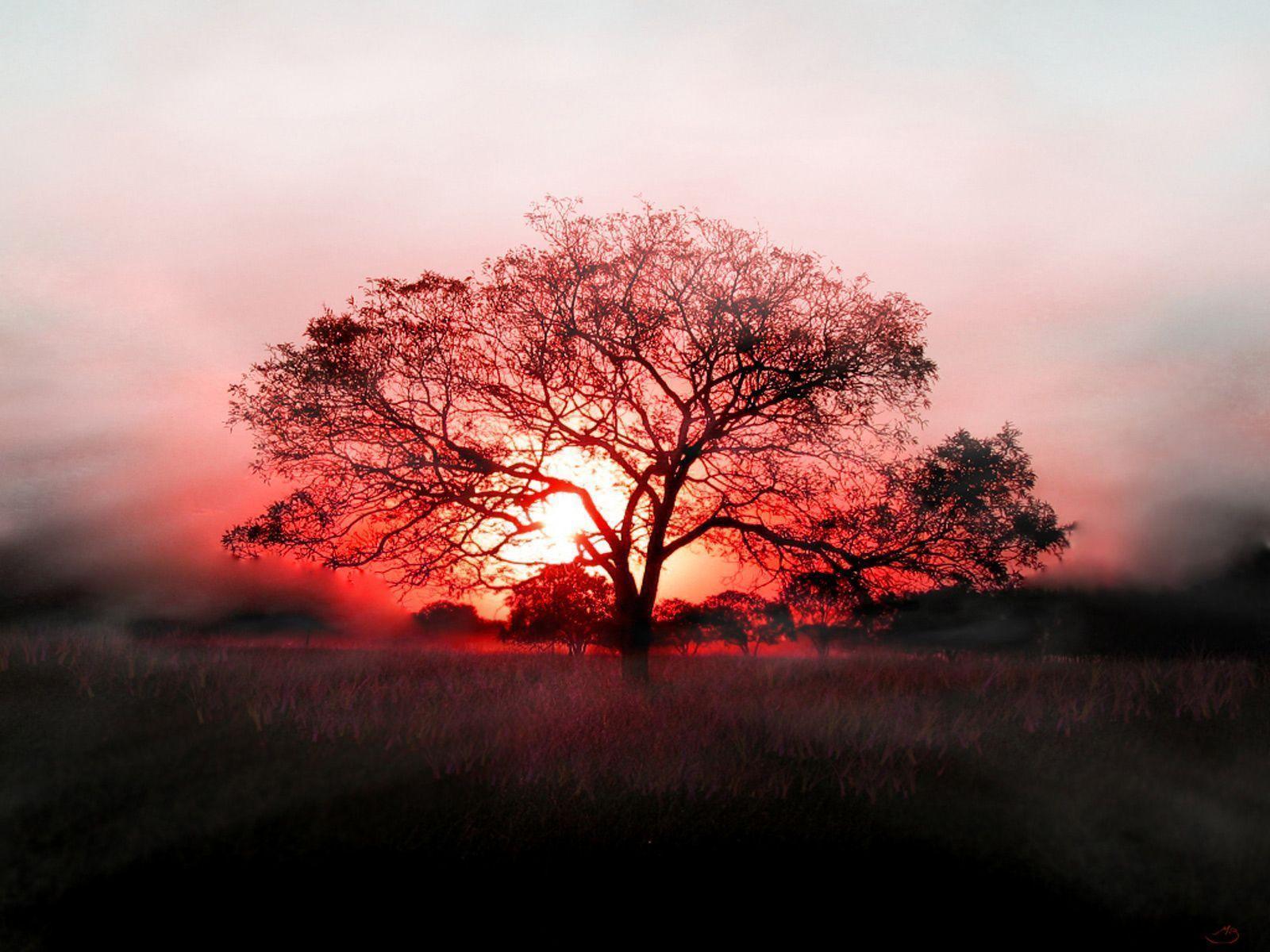 Beautiful Nature Picture: Crimson Sunset