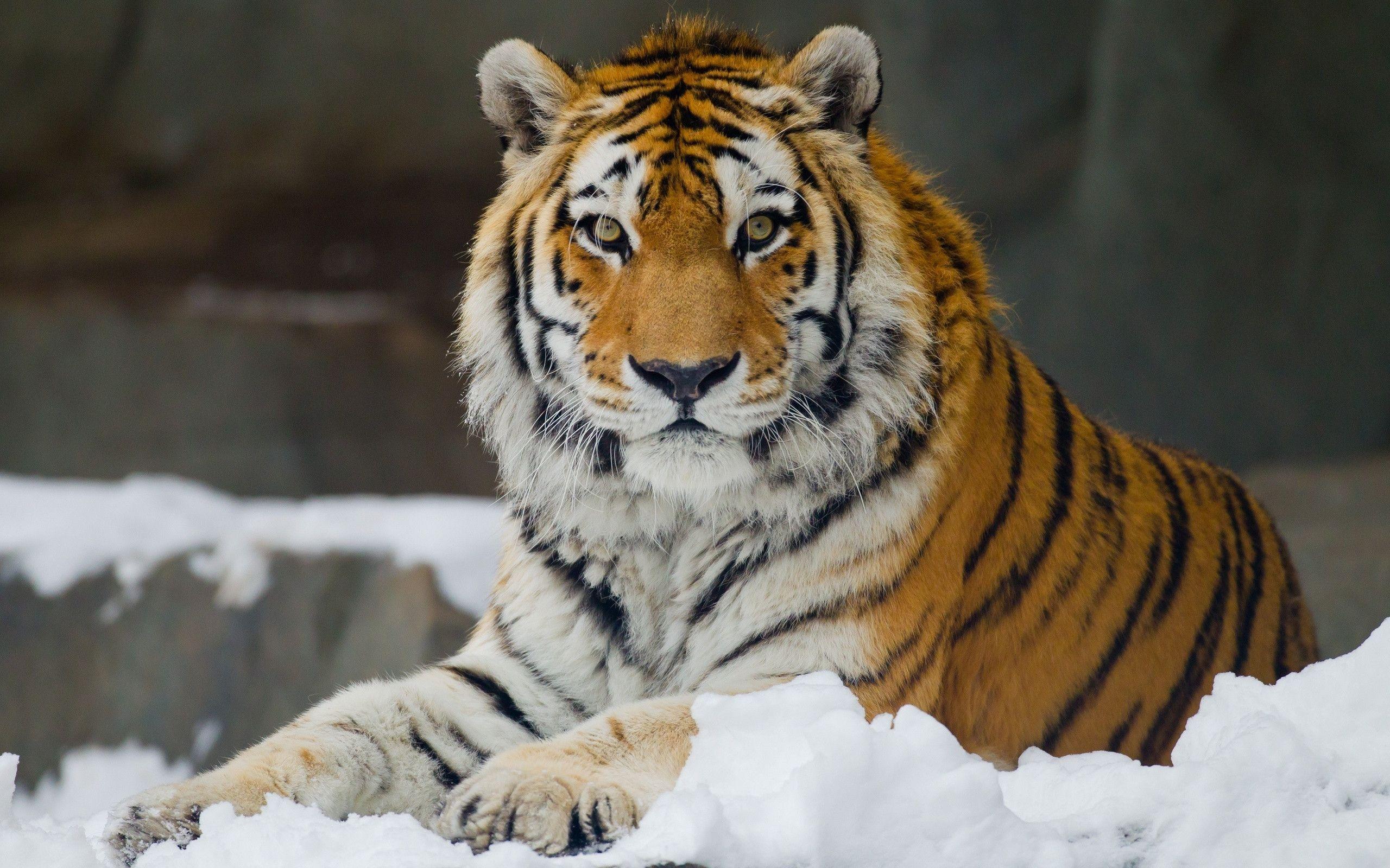 Amur tiger wild cat muzzle wallpaperx1600