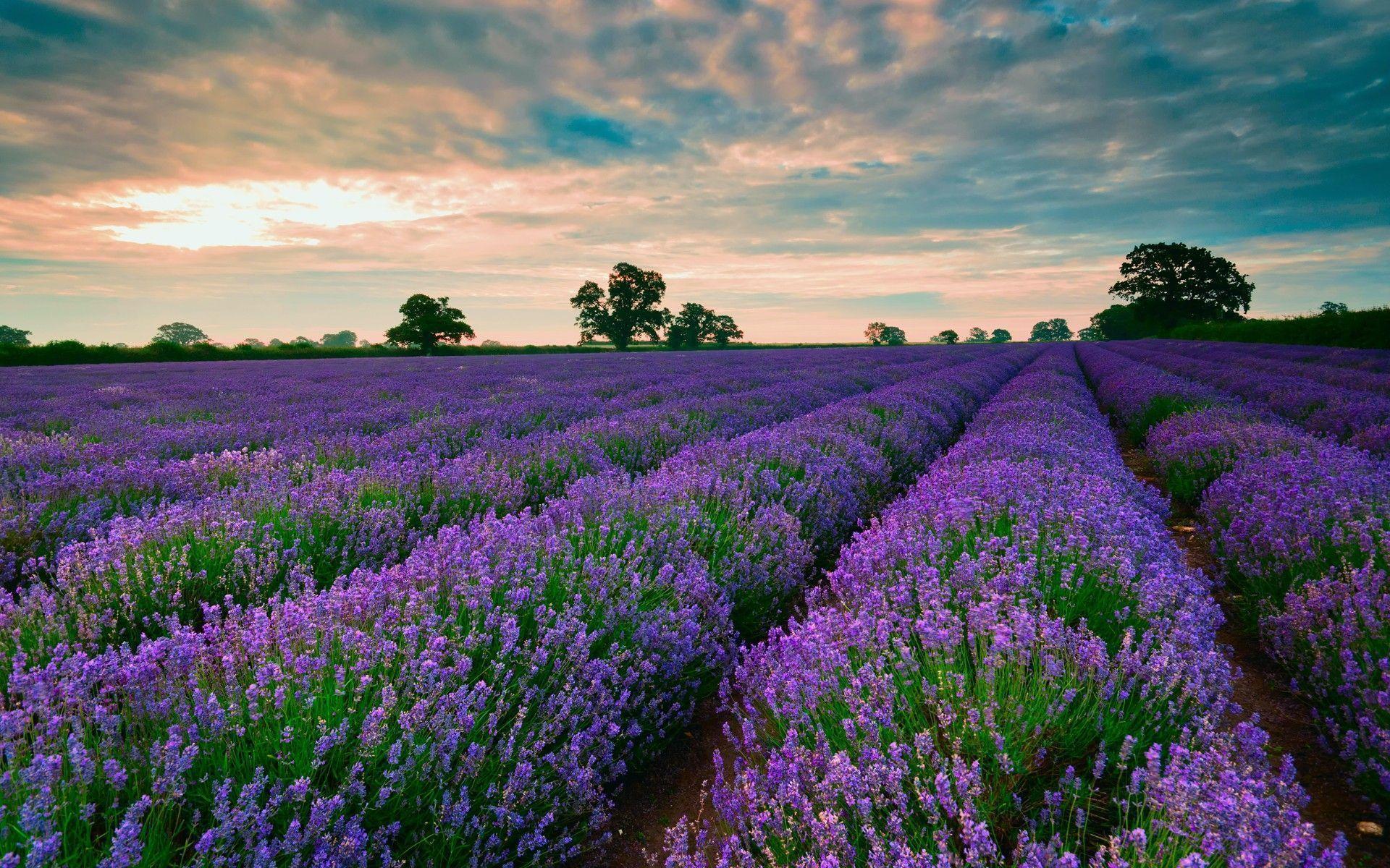 Sunset And Lavender HD Wallpaper 25903 Car Picture