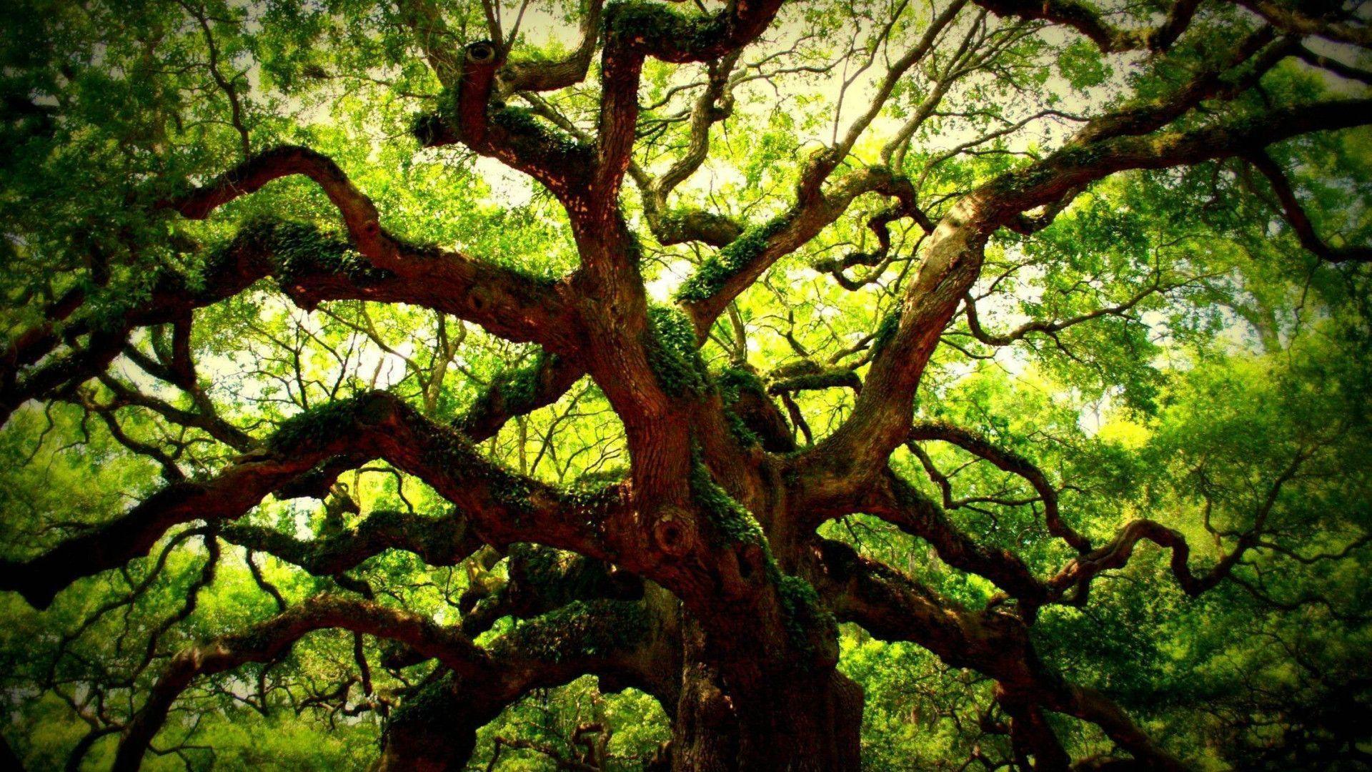 Pix For > Angel Oak Tree HD