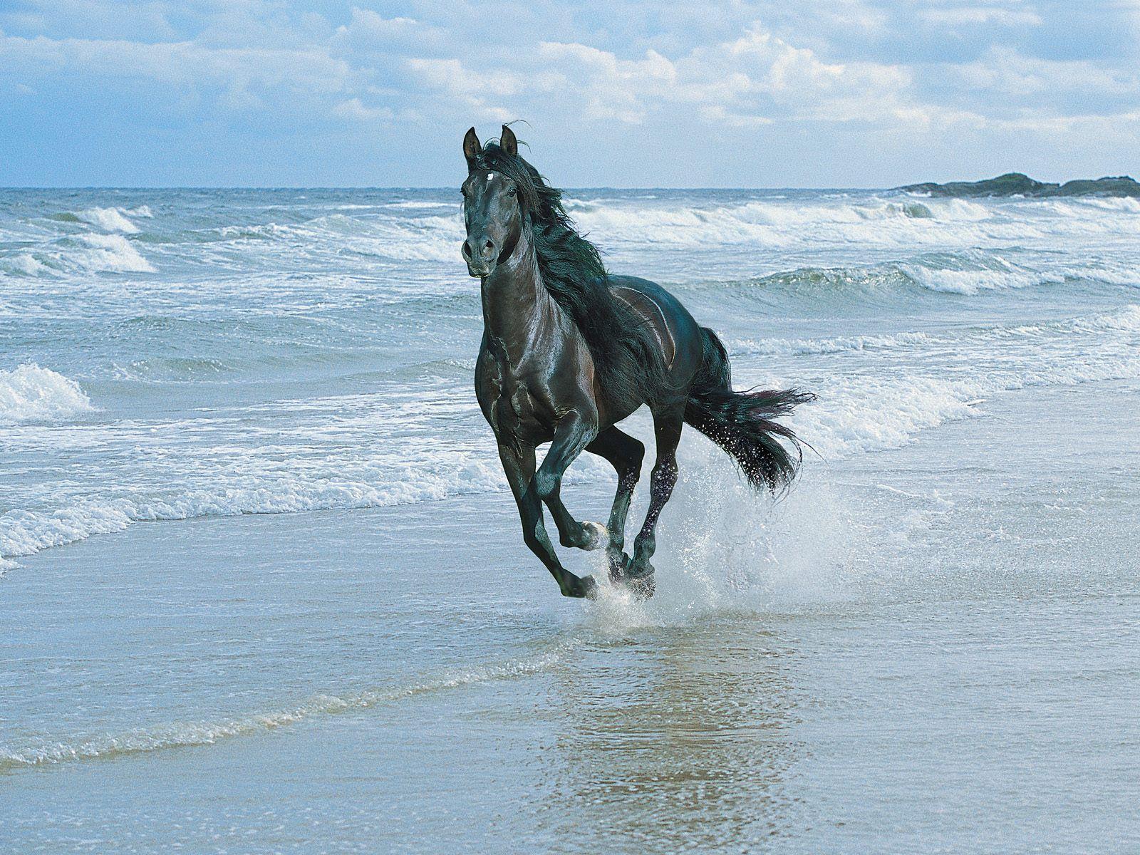 Black horse and sea desktop PC and Mac wallpaper