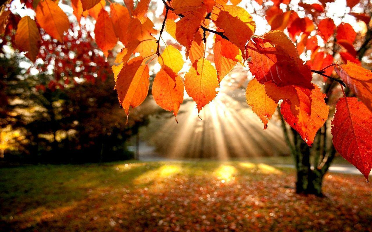 落ち葉と木漏れ日 スマホの待ち受け画面やpcの壁紙に使える秋の無料画像 Naver まとめ