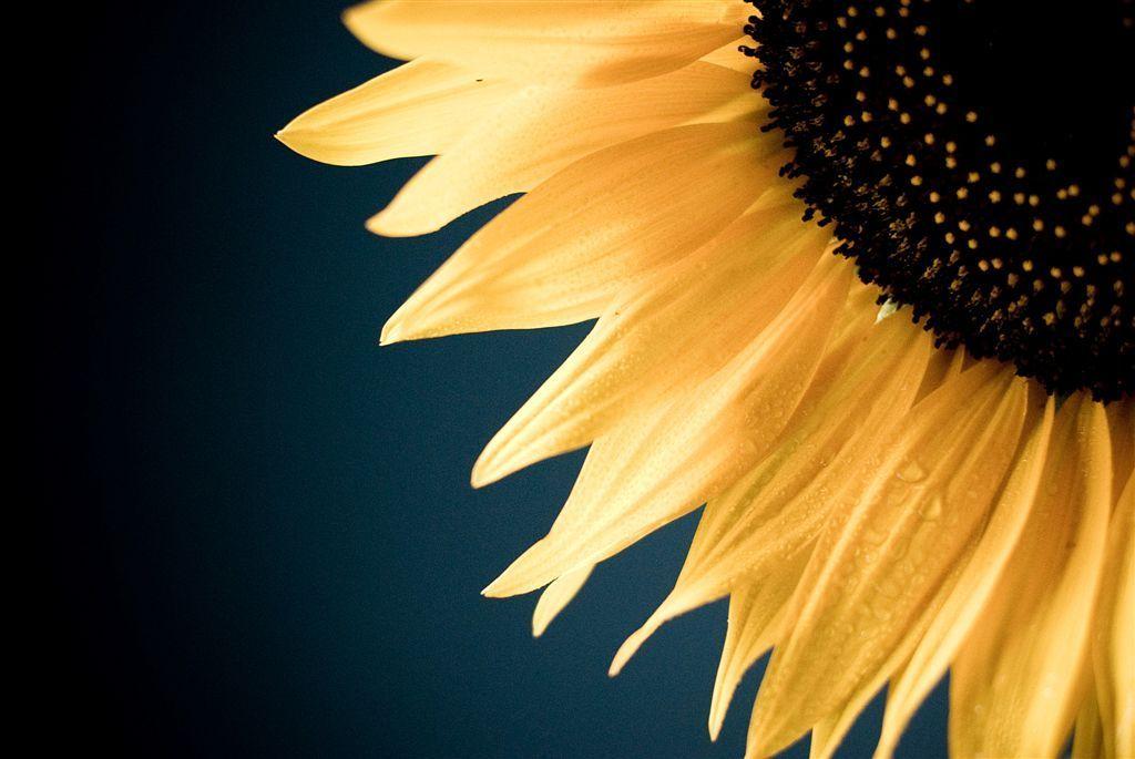 Simple Sunflower Wallpaper HD Desktop Wallpaper 2014