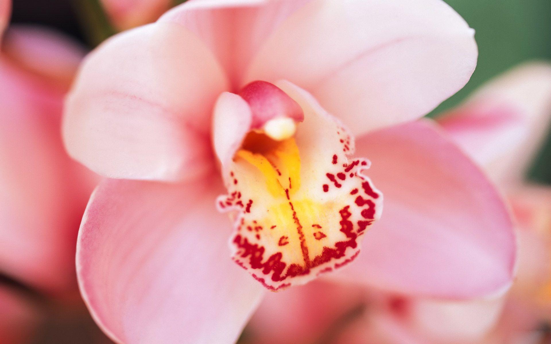 Pink Orchid Flower Wallpaper
