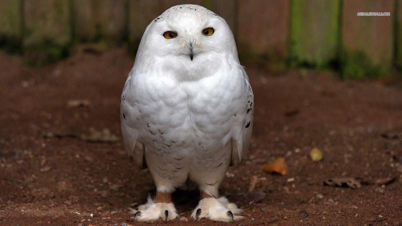 Snowy Owl Wallpapers - Wallpaper Cave