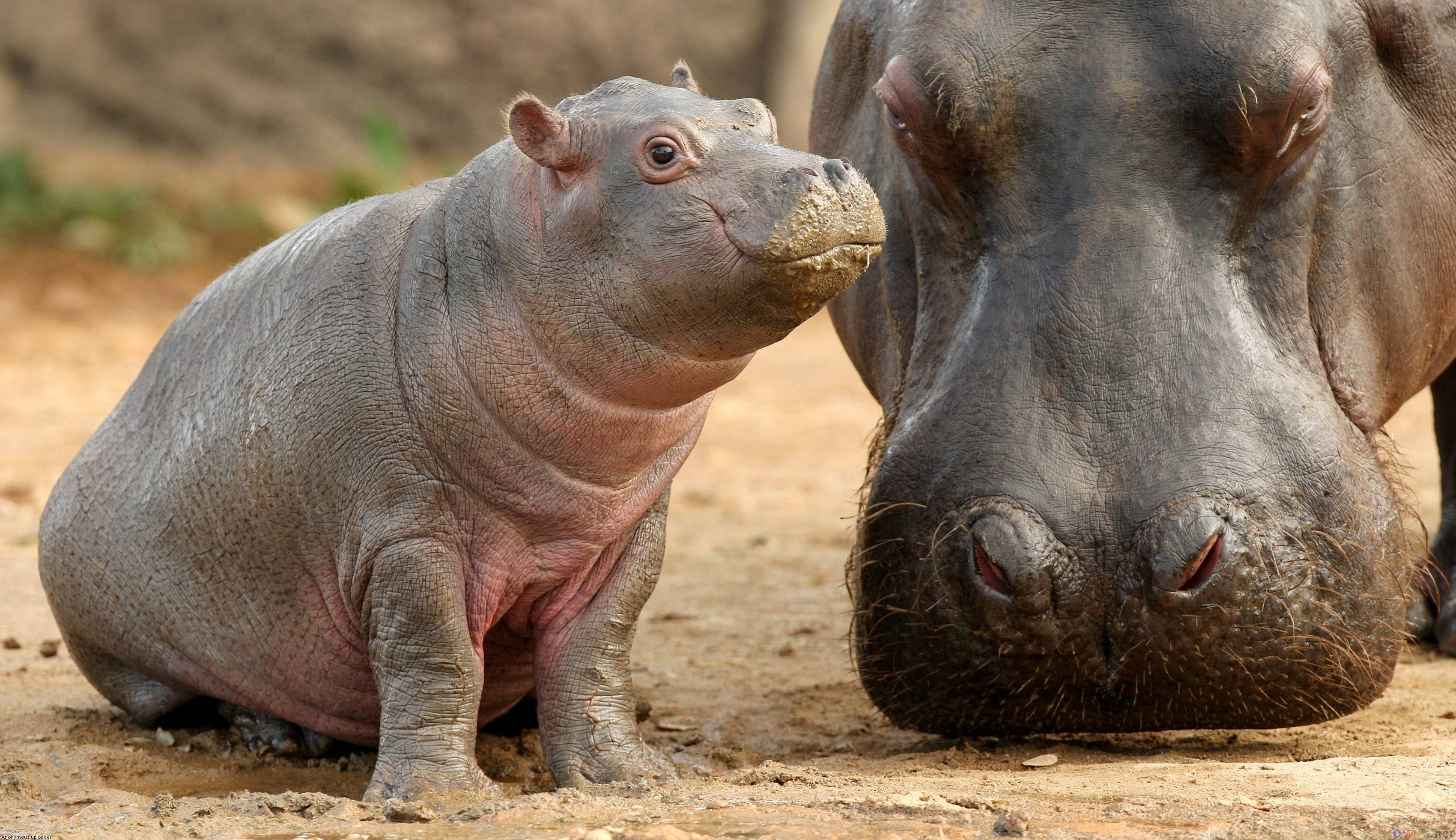 Pix For > Cute Baby Hippo Wallpaper