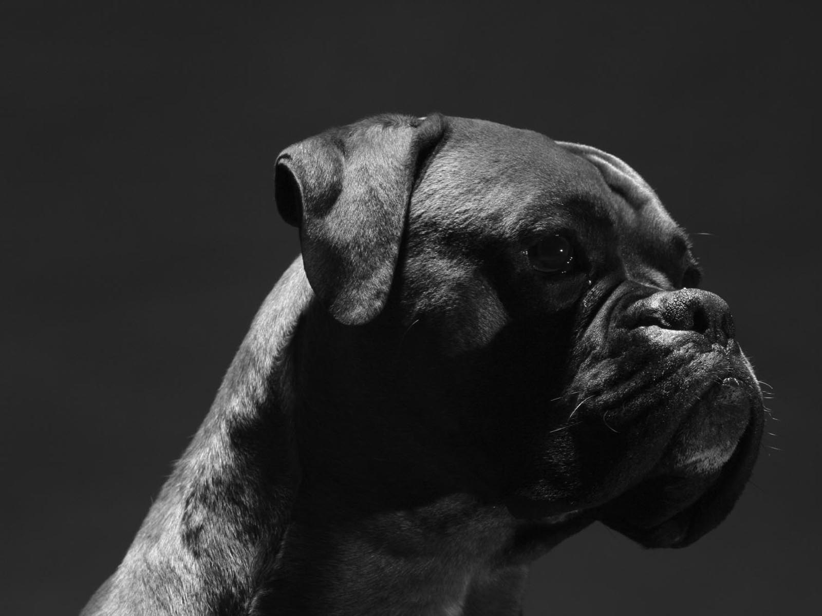 Boxer black dog wallpaper
