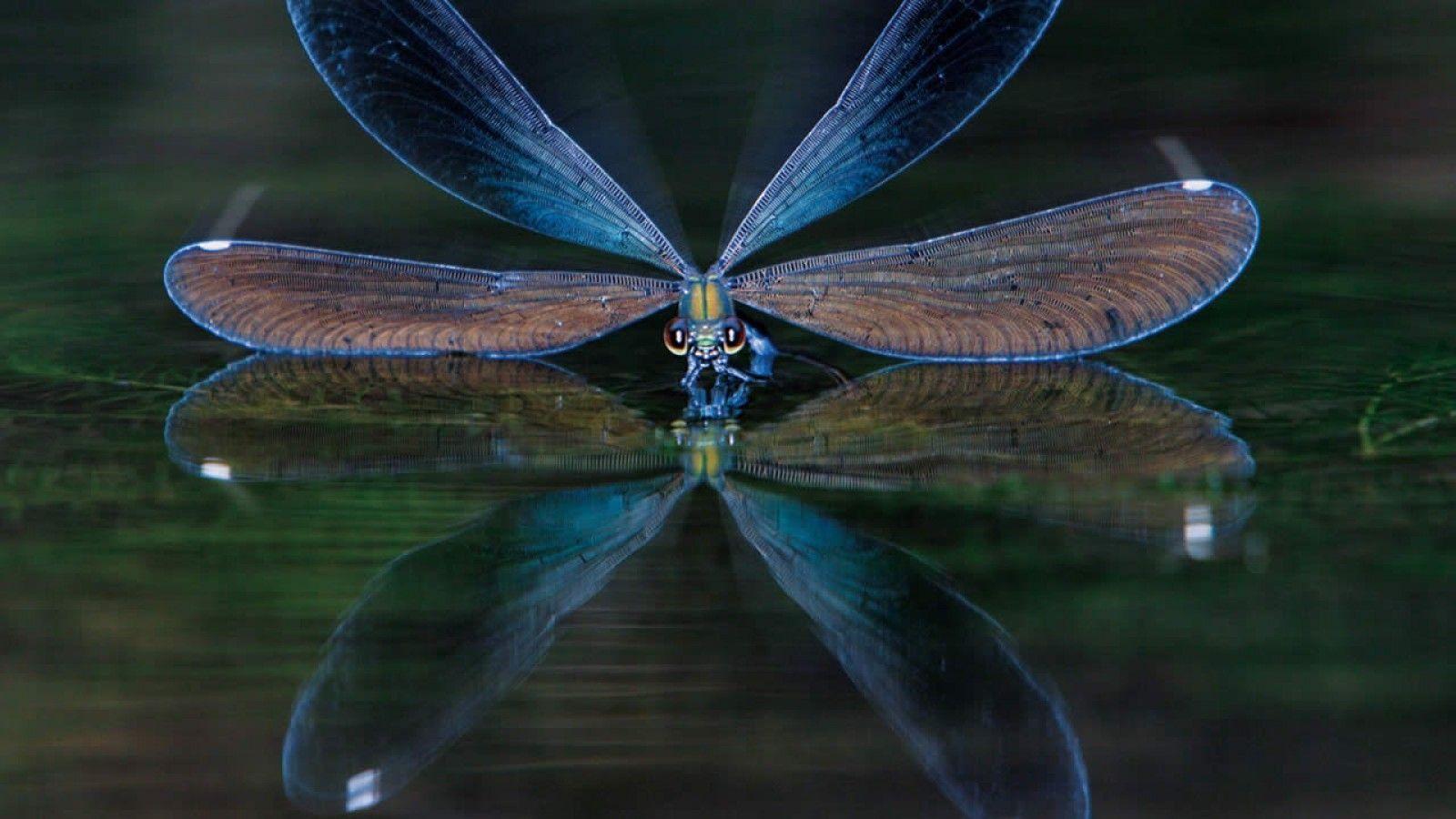 Dragonfly Backgrounds - Wallpaper Cave