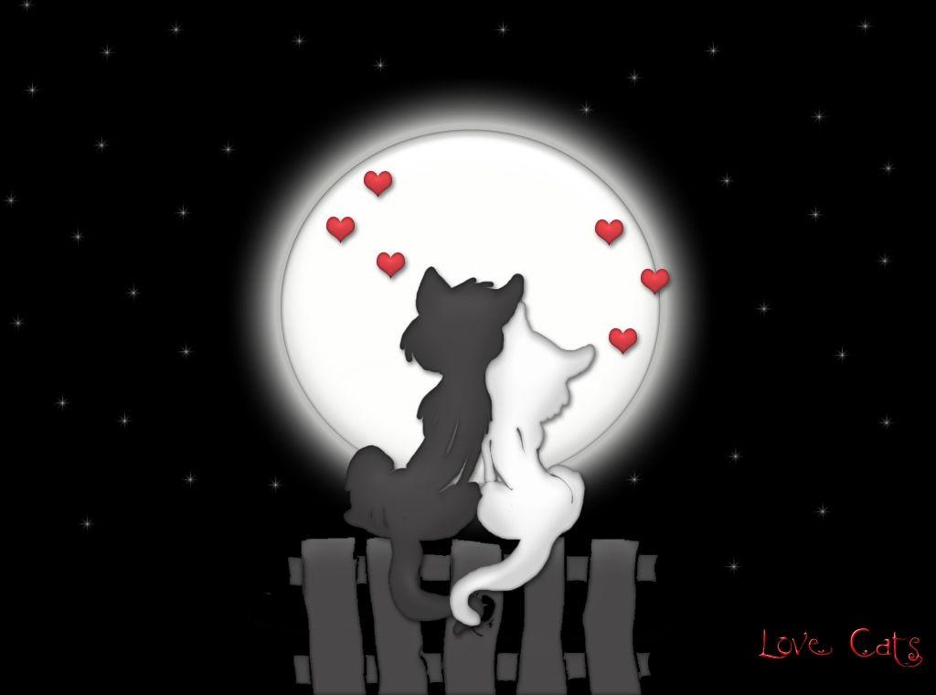 Cool Love Cats HD Wallpaper High Resolution Image