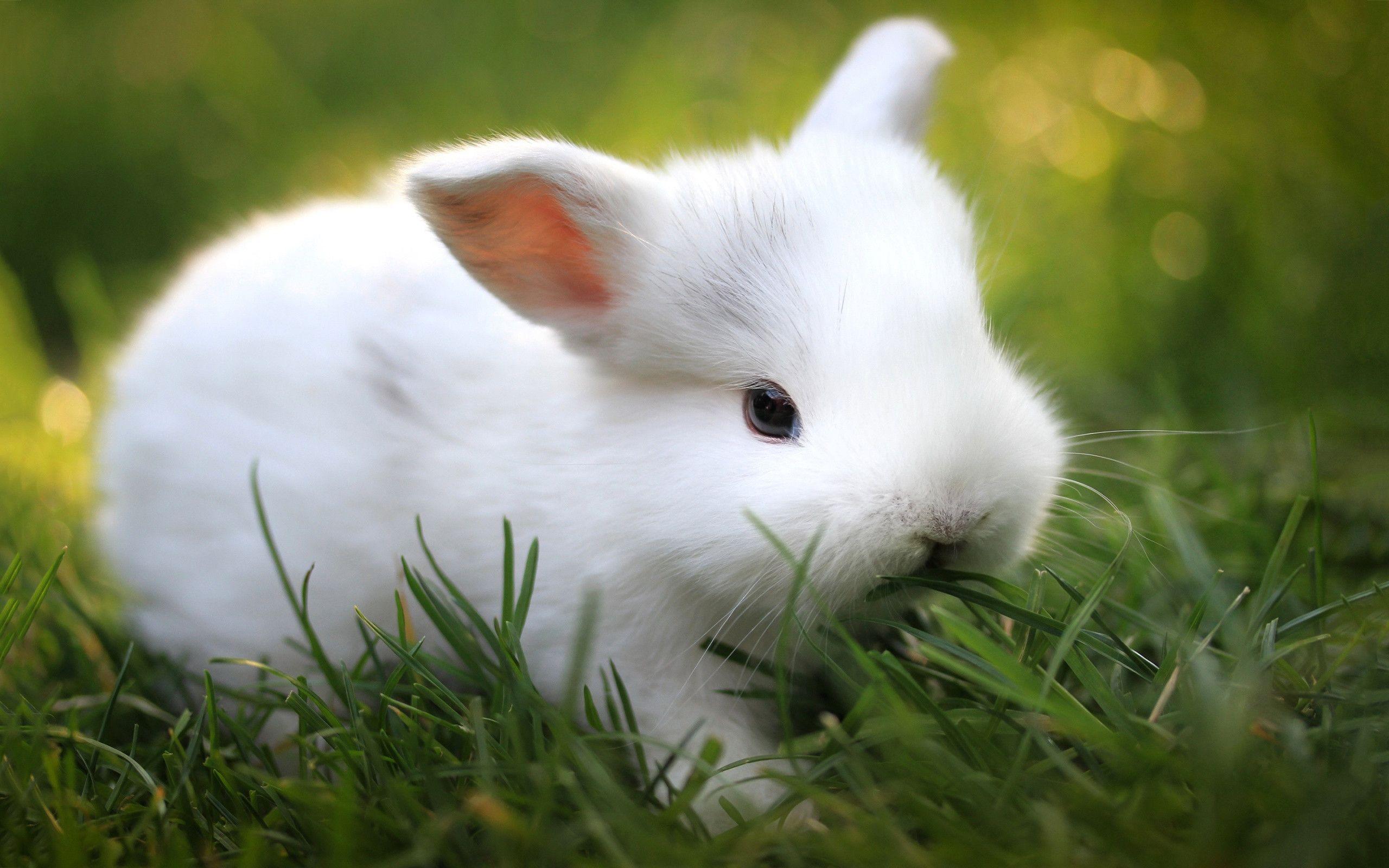 Cute White Bunny Wallpaper 39765 in Animals