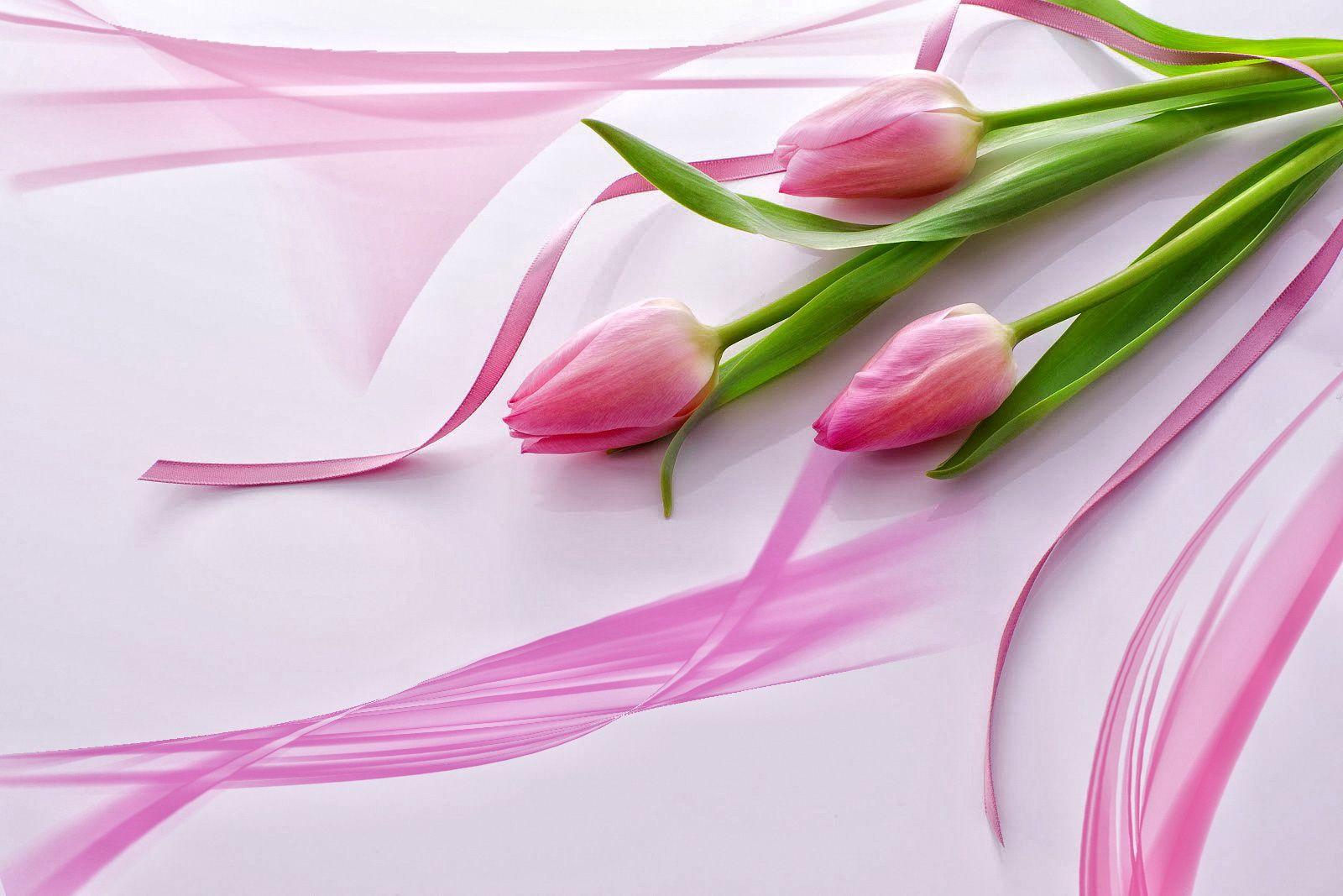 Flowers For > Beautiful Pink Tulip Wallpaper