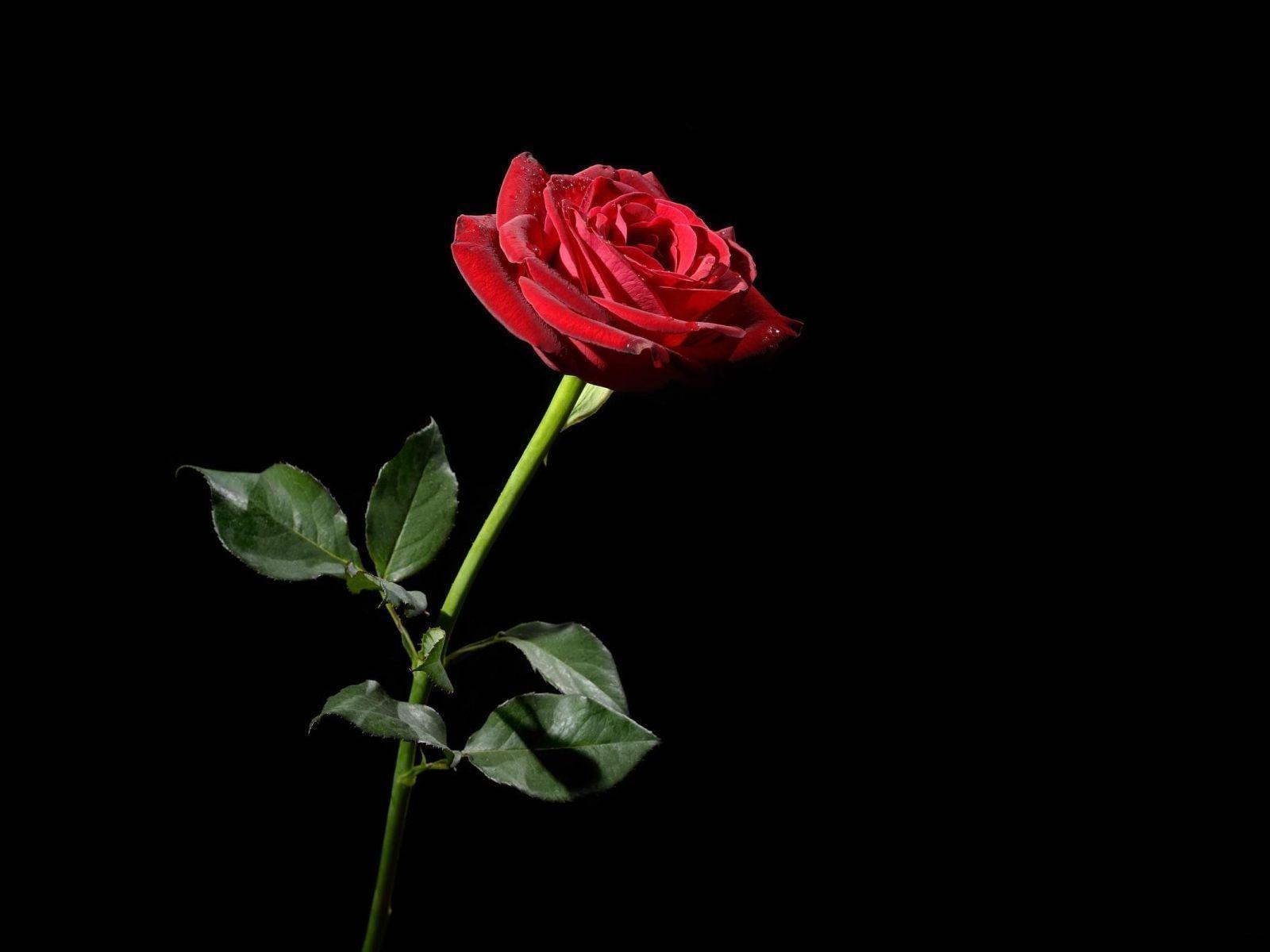 Black And Red Rose Wallpaper