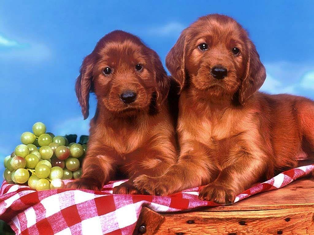 Cute Puppies Wallpaper Free Download 100609 HD Wallpaper