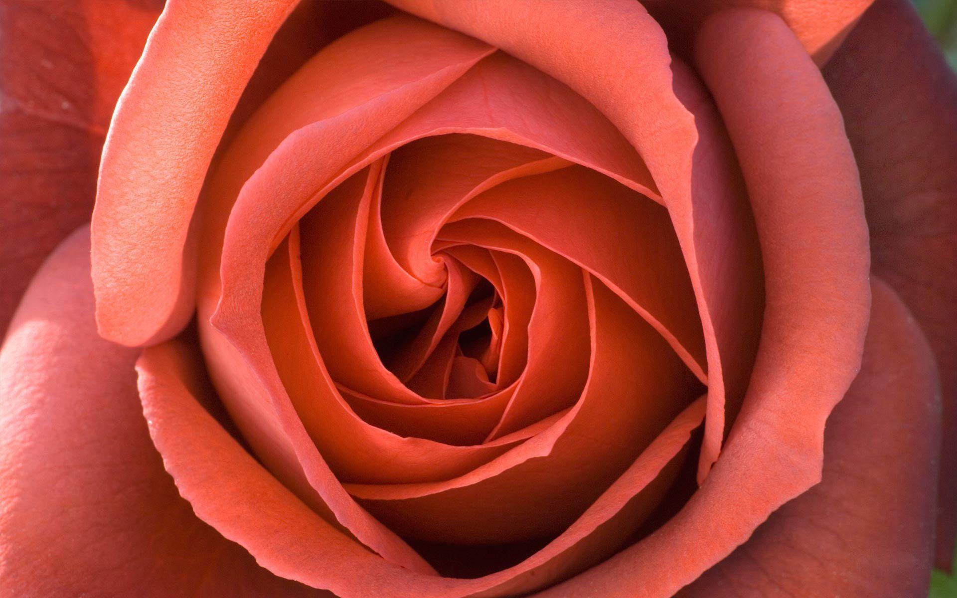 Desktop Wallpaper · Gallery · Nature · Perfect Rose. Free